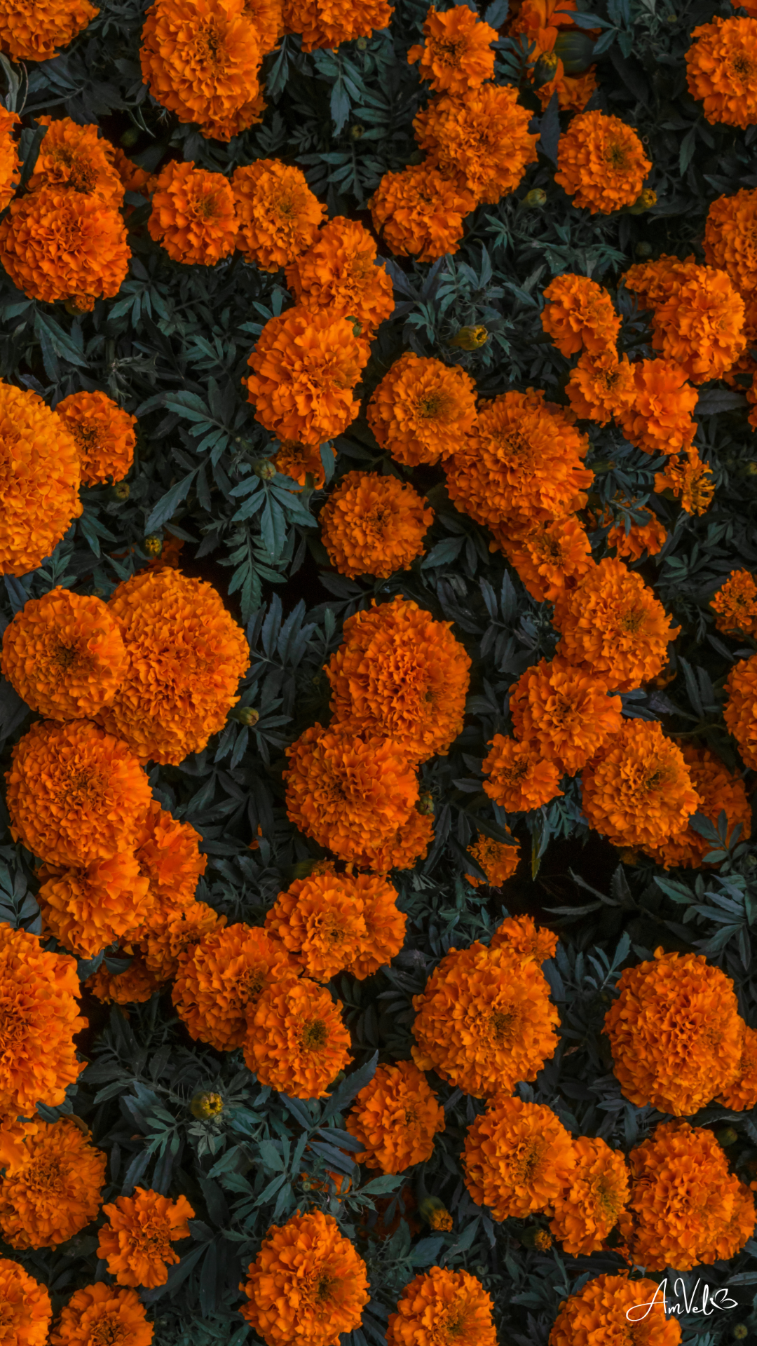 Fondo de pantalla flor de Cempasúchil #amvel