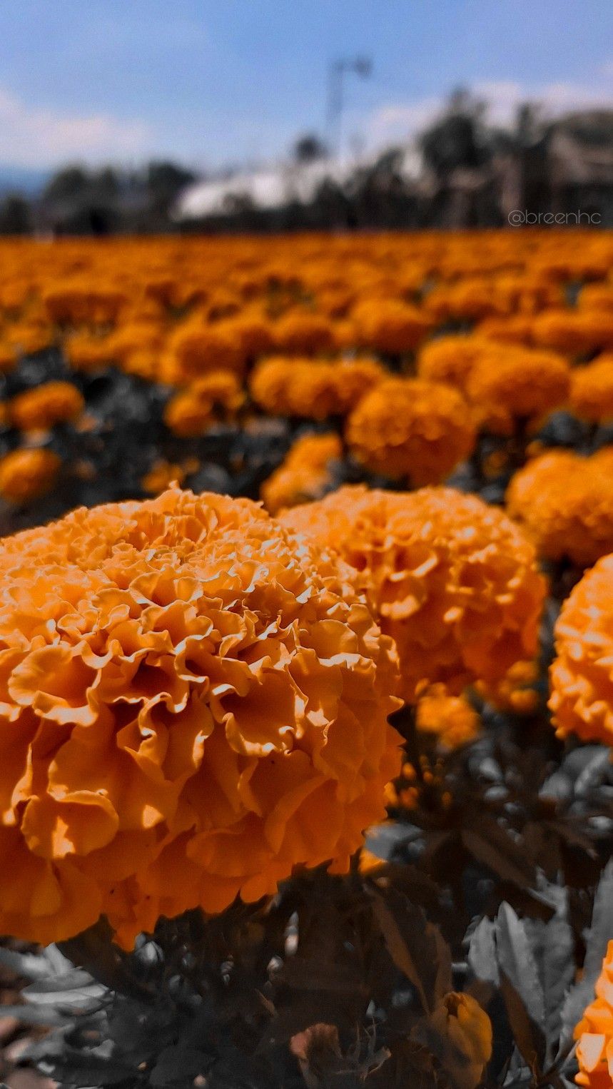 Cempasúchil. Flor cempasuchil, Cempasúchil, Flor de cempazuchitl