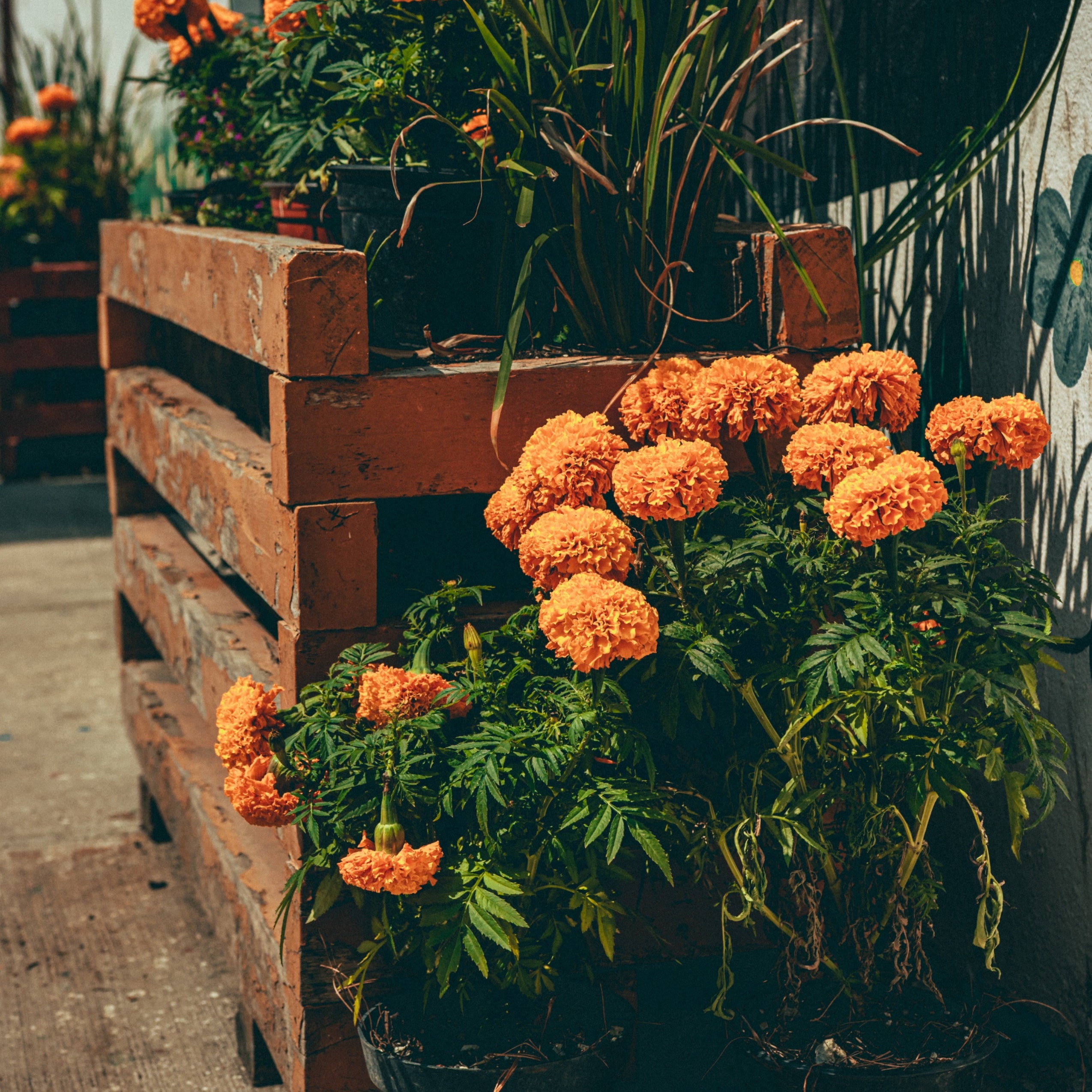 Centro de acopio para las flores de cempasúchil