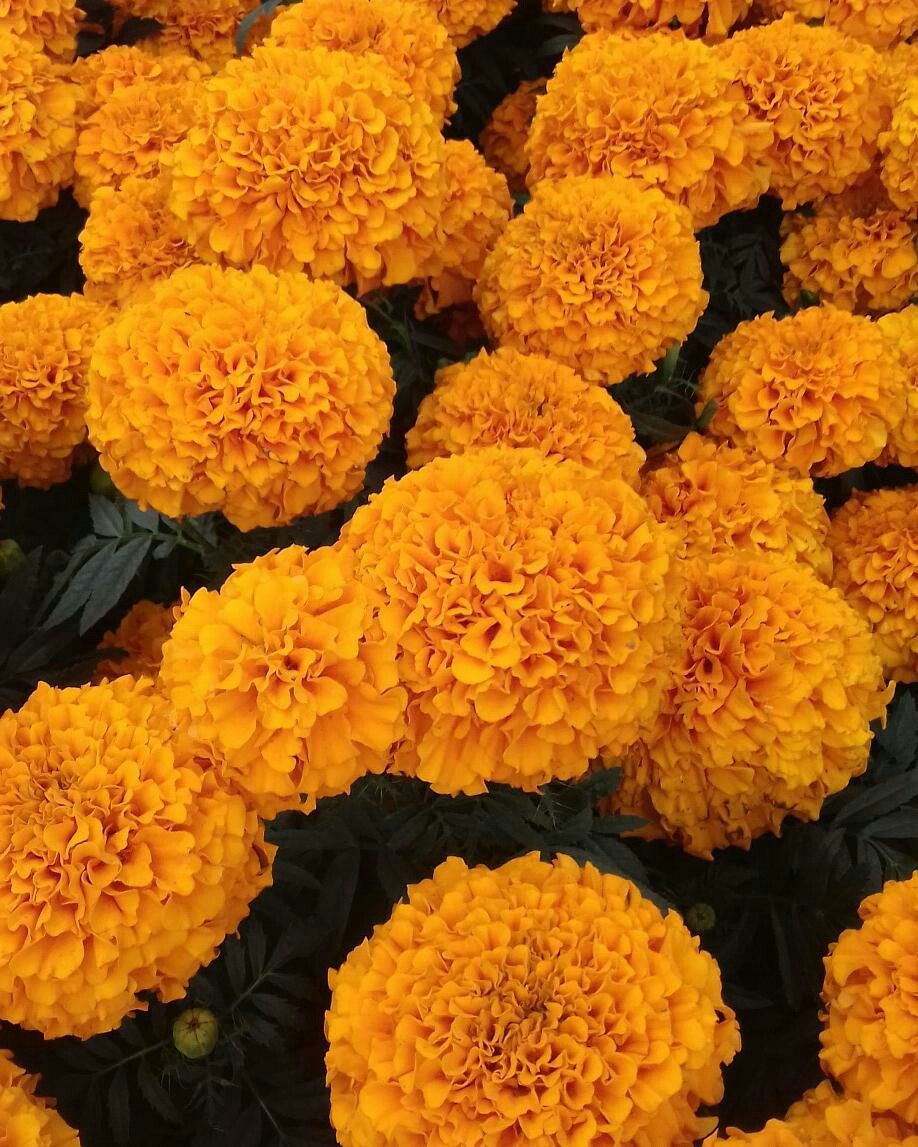 cempasuchil. Flowers, Plants, Fall vibes