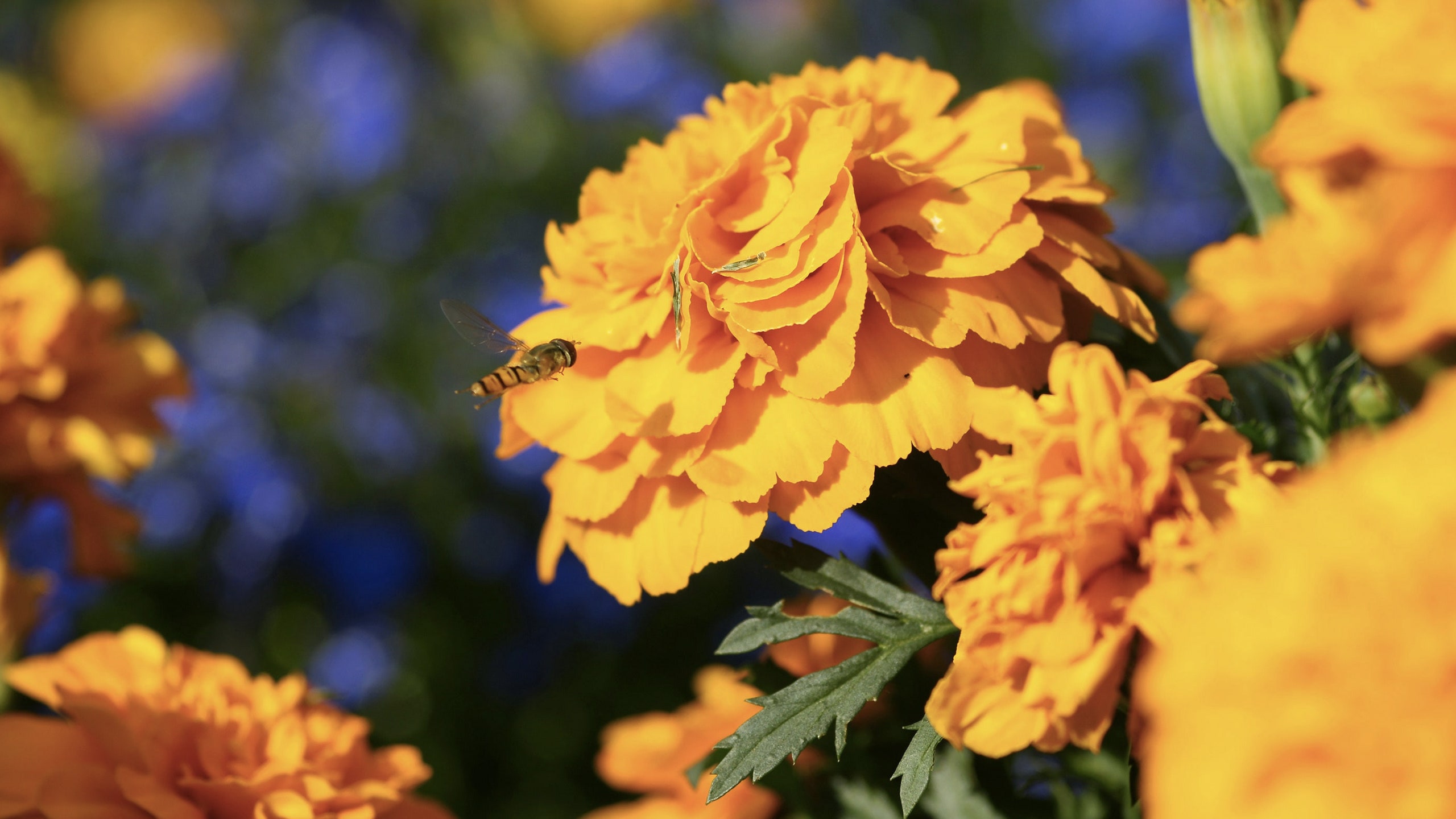 Flor de cempasúchil: sus asombrosos beneficios en la salud y belleza