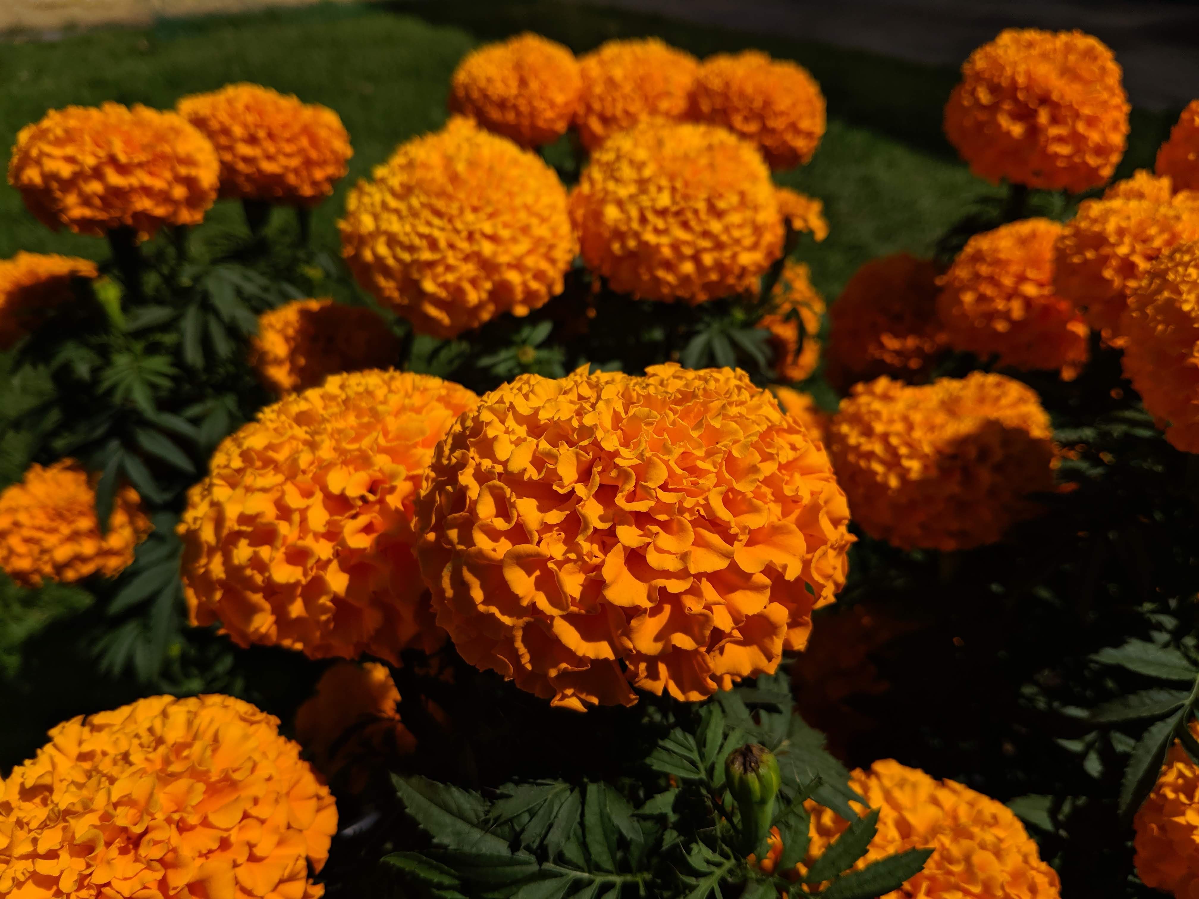 Local Guides Connectúchil: Día de Muertos flower Guides Connect