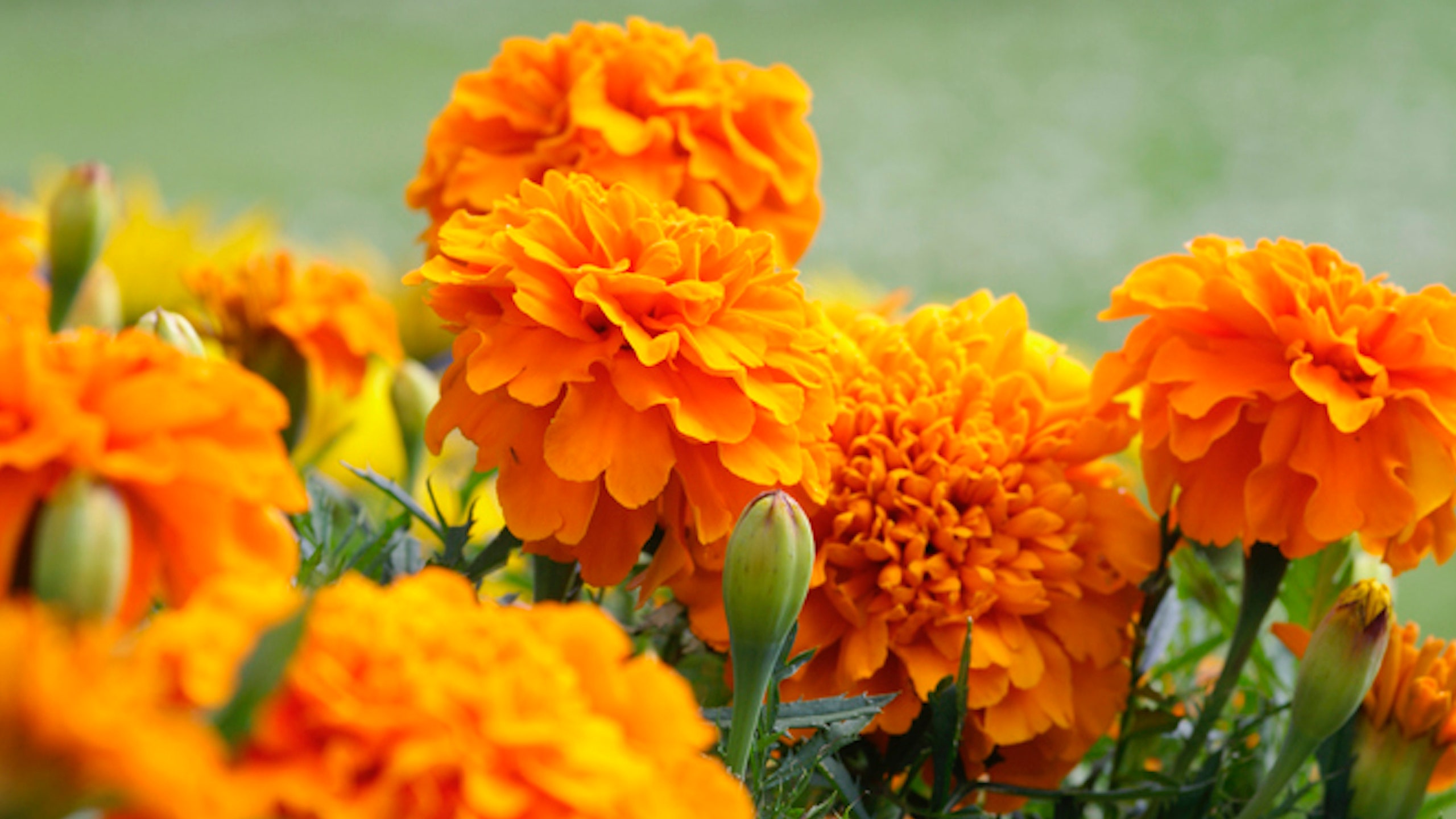 Cómo cultivar cempasúchil en casa para el Día de Muertos