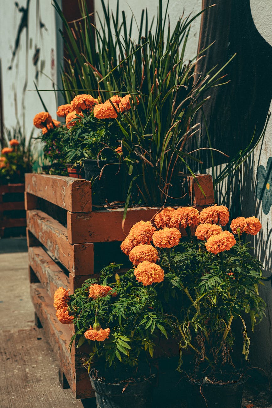 Why is the Cempasúchil flower used in offerings? Yucatan Times