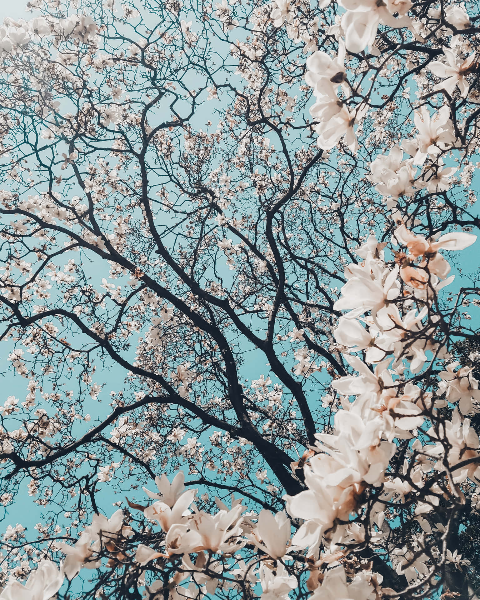 Cherry Blossoms Sakura Leaves Wallpaper
