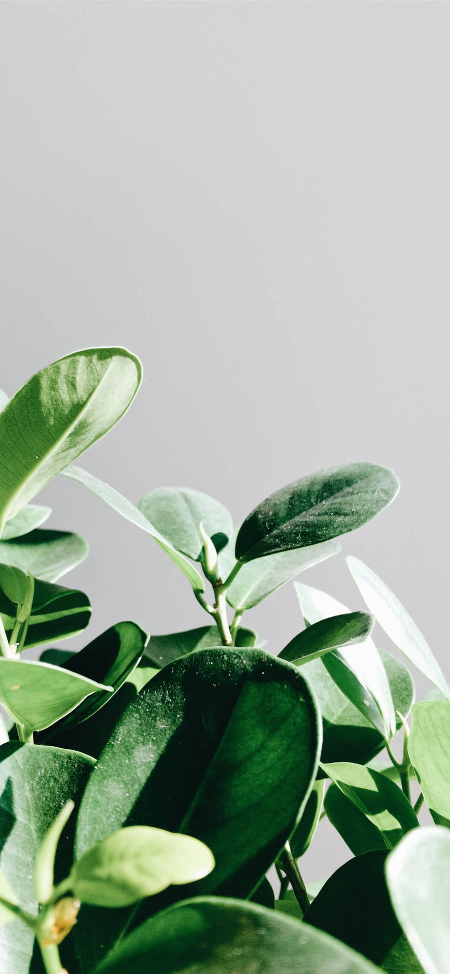 Plant iPhone Wallpaper
