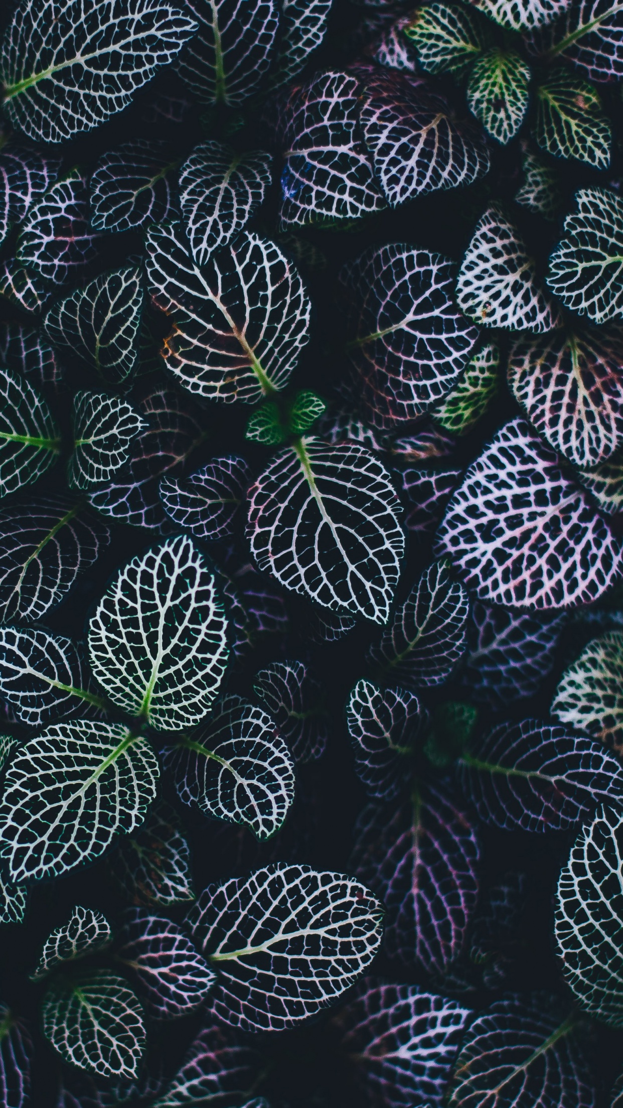 Leaves Wallpaper 4K, Plant, Botanical garden, Pattern
