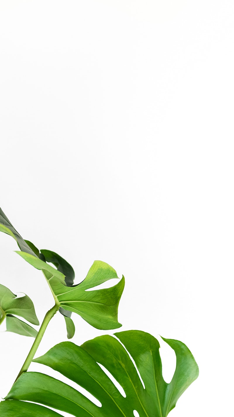 Monstera iPhone Wallpaper Image Wallpaper