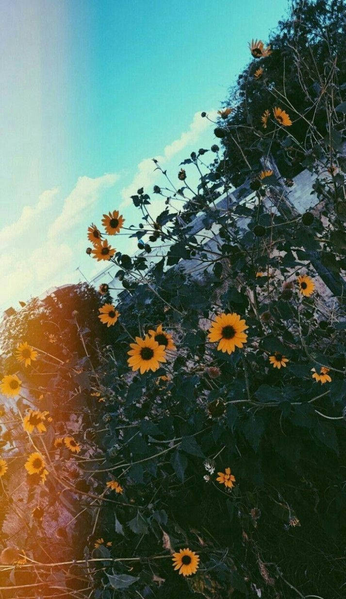 Vintage Aesthetic Phone Wallpaper