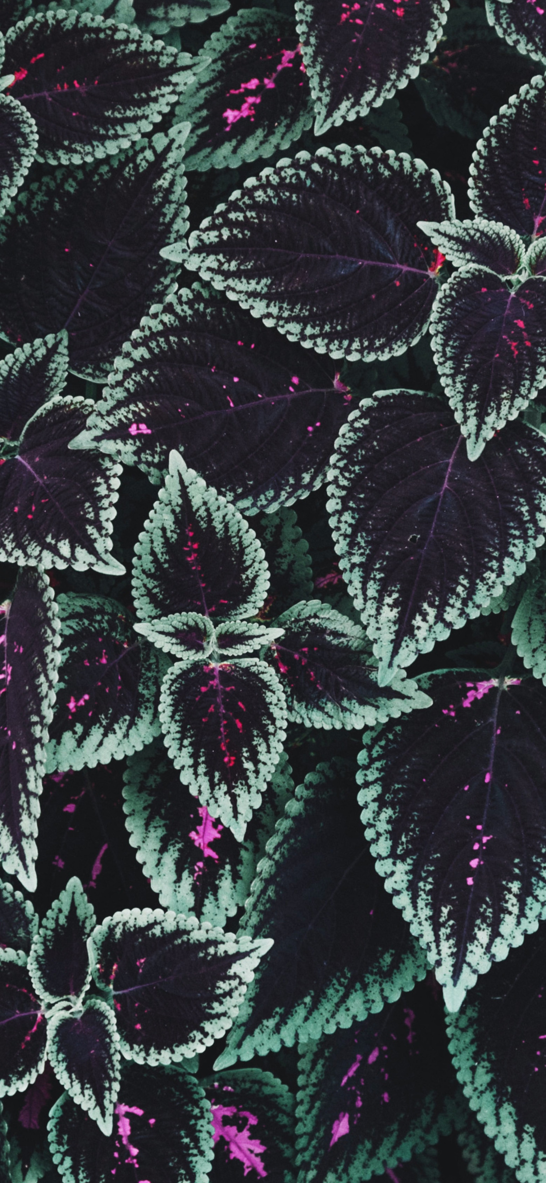 Macro Plants Foliage 4k iPhone XS, iPhone 10, iPhone X HD 4k Wallpaper, Image, Background, Photo and Picture