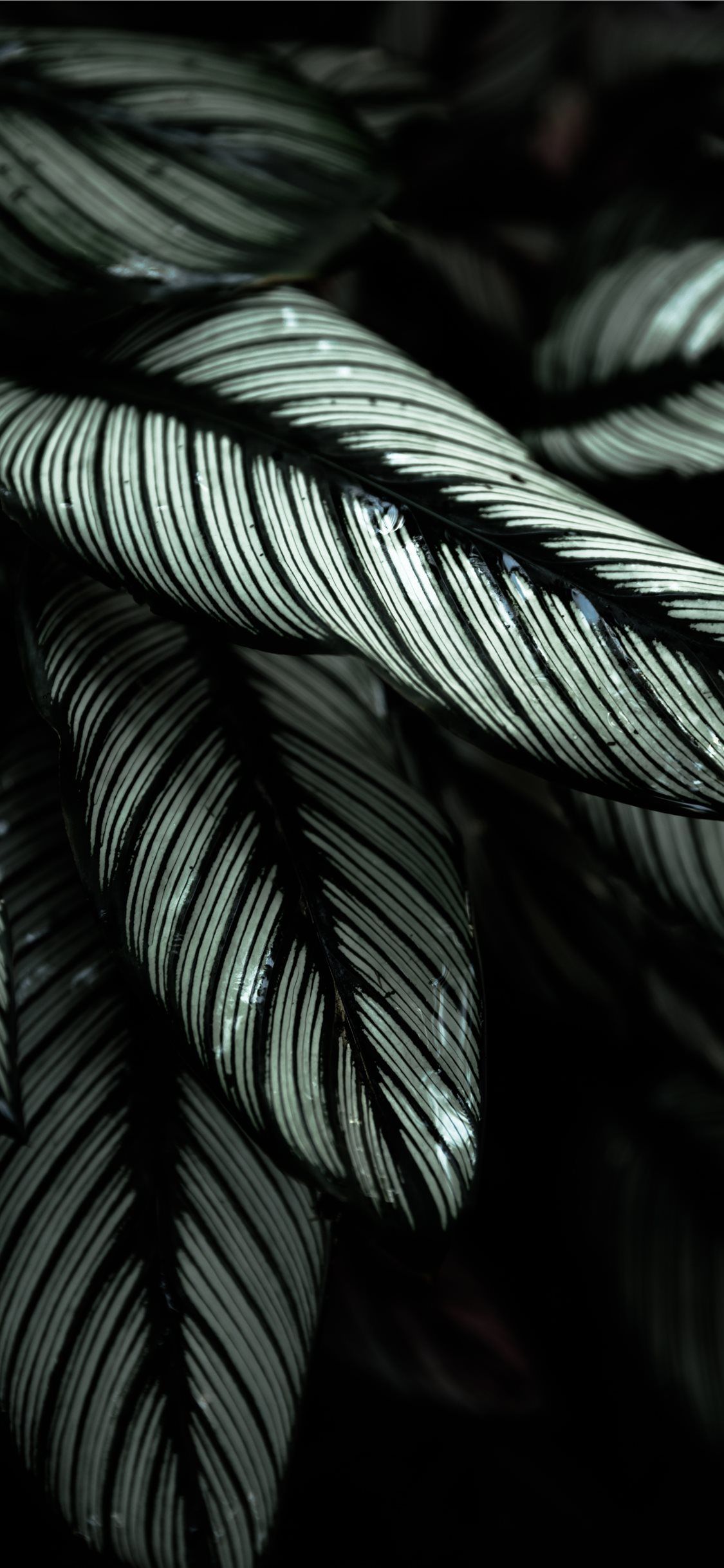gray and black leafed plants #animal #bird #tree #grey. Grey wallpaper iphone, Cool background for iphone, Black HD wallpaper iphone