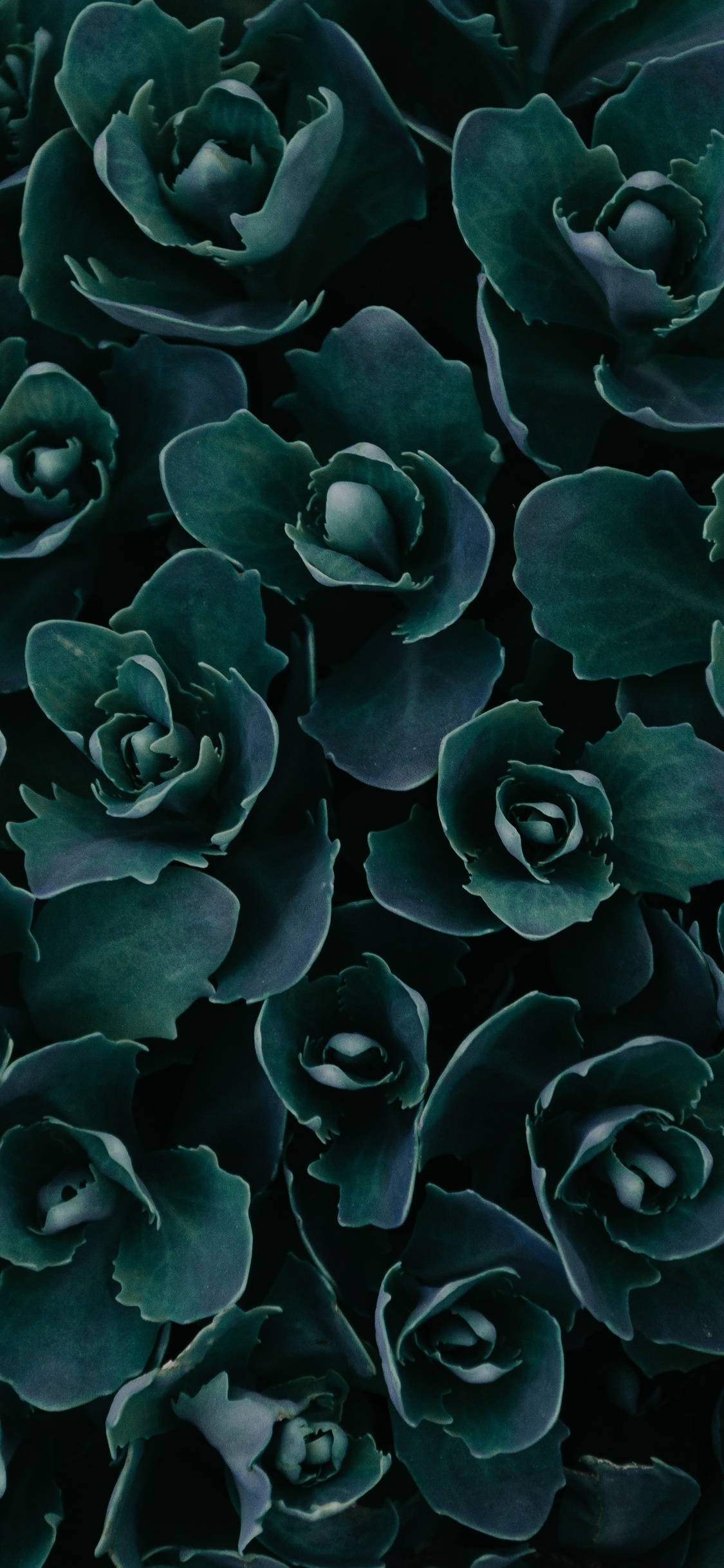 Dark Green Plants Abstract 5k iPhone XS, iPhone 10, iPhone X HD 4k Wallpaper, Image, Background, Photo and Picture