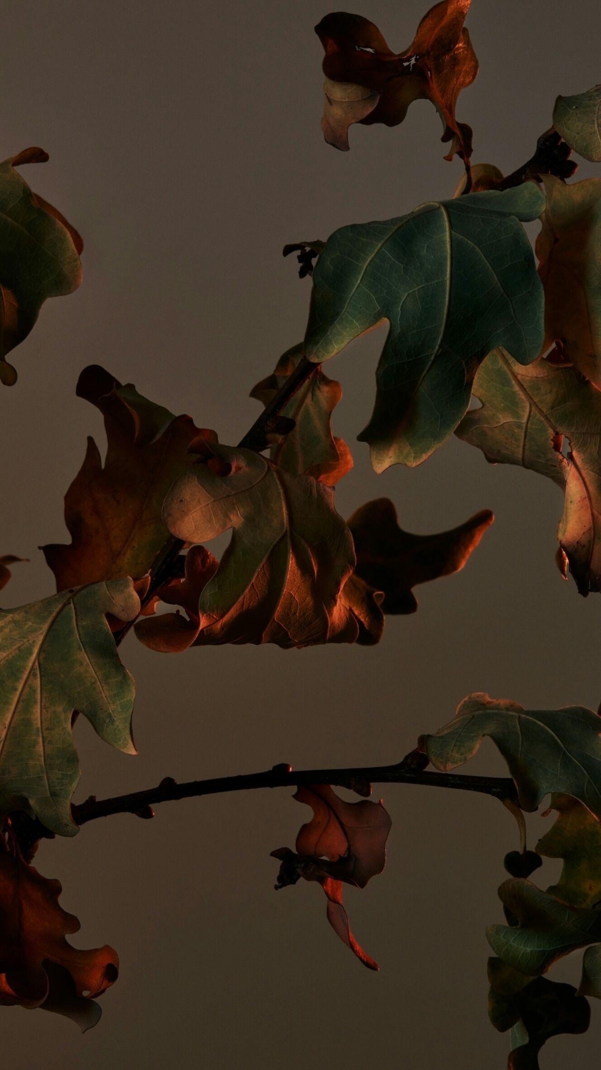 Wallpaper I came across and thought I'd share them here (fall themed, cozy, dark)