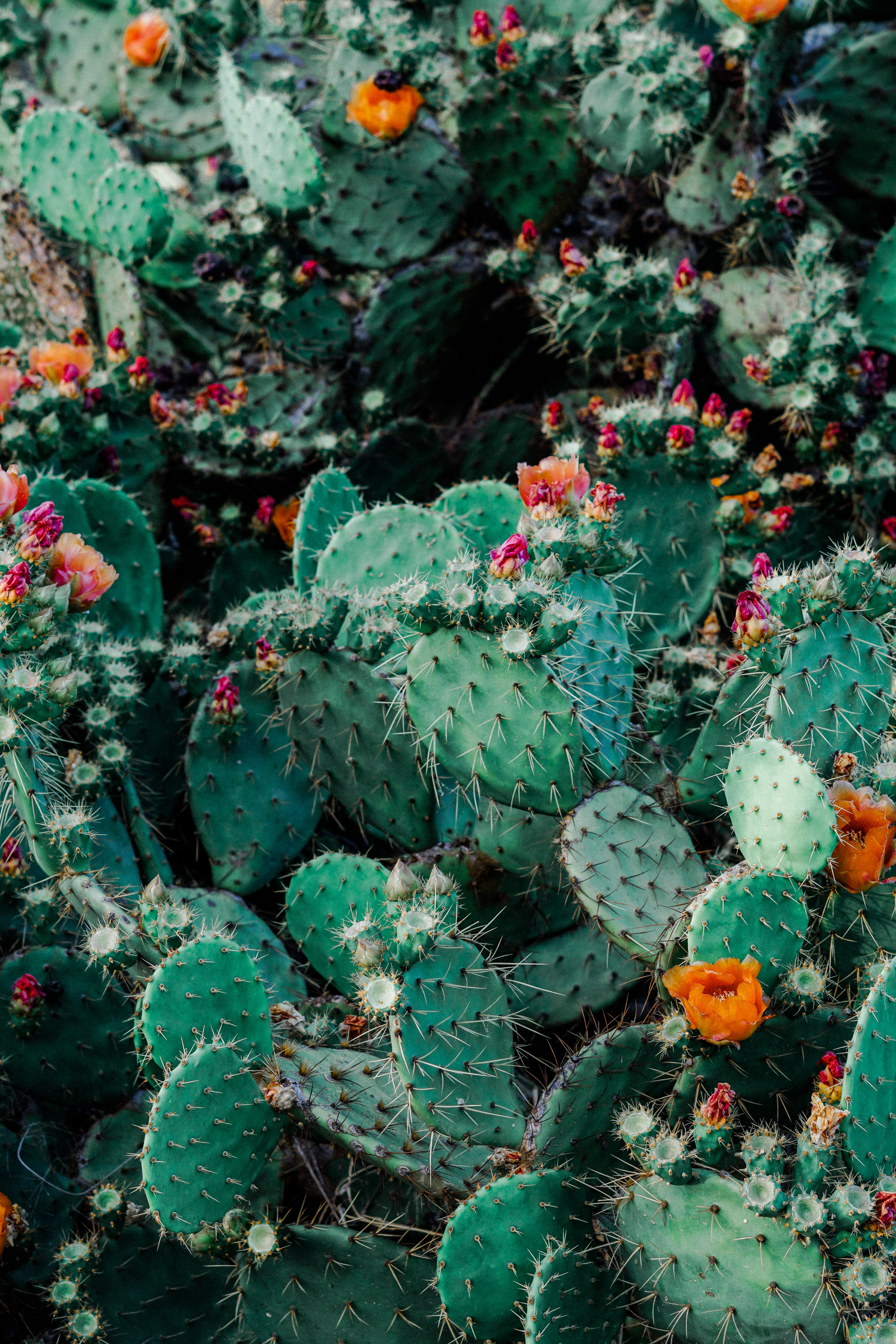 Cactus plants Wallpaper Download