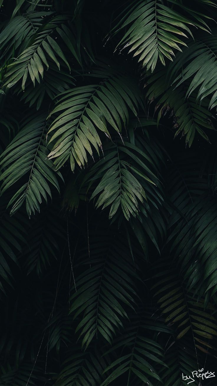 Tropical Jungle iPhone X Wallpaper. Preppy Wallpaper. Fond d'écran tropical, Fond d'écran téléphone, Fond d'écran coloré