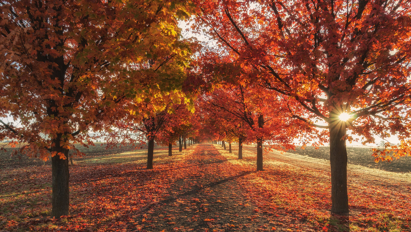 Autumn Fall Season Trees 4k Laptop HD HD 4k Wallpaper, Image, Background, Photo and Picture