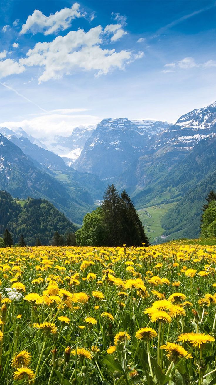 Chrysanthemum Blooms #iPhone #plus #wallpaper. Nature photography, Landscape wallpaper, Landscape photography nature