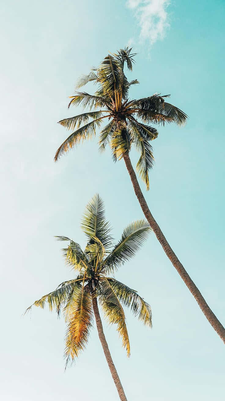 Download Get Away from It All With this Tropical Themed iPhone Case Wallpaper