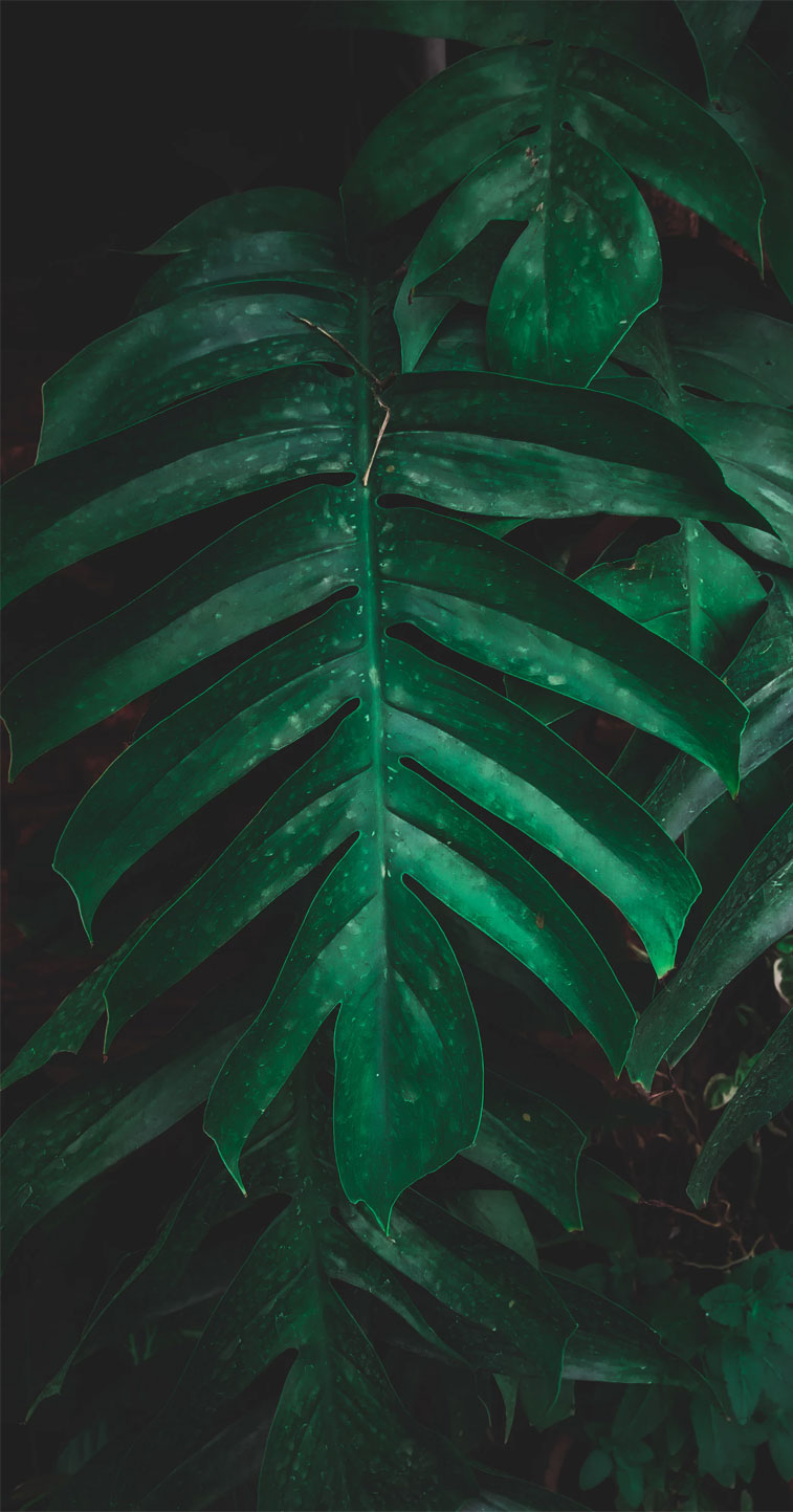 Green tropical leaves pleasing background Wallpaper