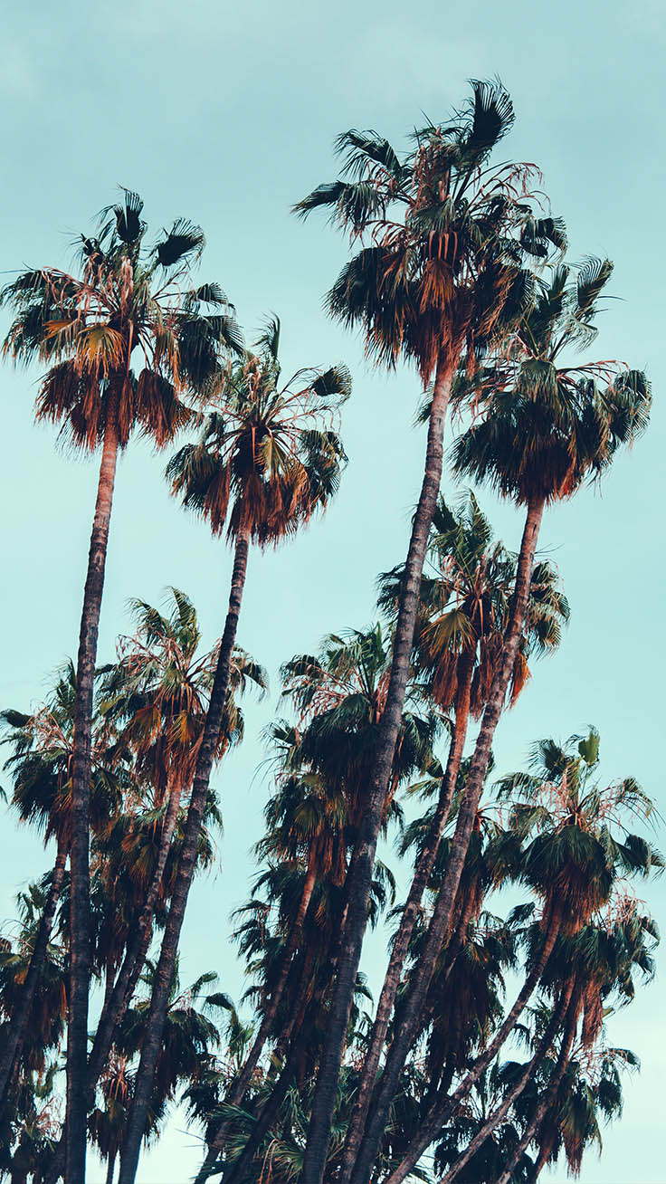 Free download Lets go Coconuts Enjoy 10 Tropical iPhone Wallpaper [736x1308] for your Desktop, Mobile & Tablet. Explore Palm Trees Wallpaper. Palm Trees Wallpaper, Trees Wallpaper, Scarface Wallpaper Palm Trees