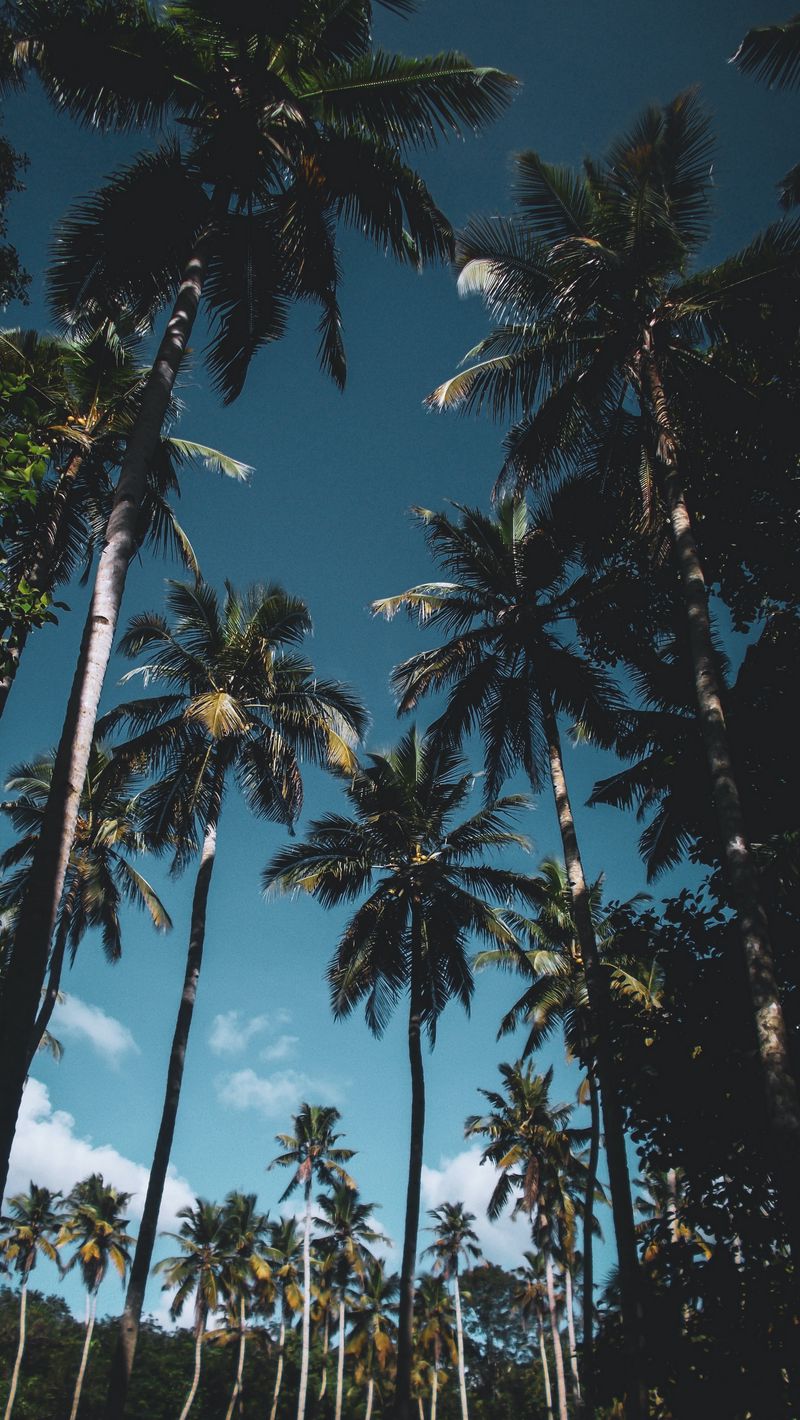 Download Wallpaper 800x1420 Palm Trees, Leaves, Tropical Iphone Se 5s 5c 5 For Parallax HD Background