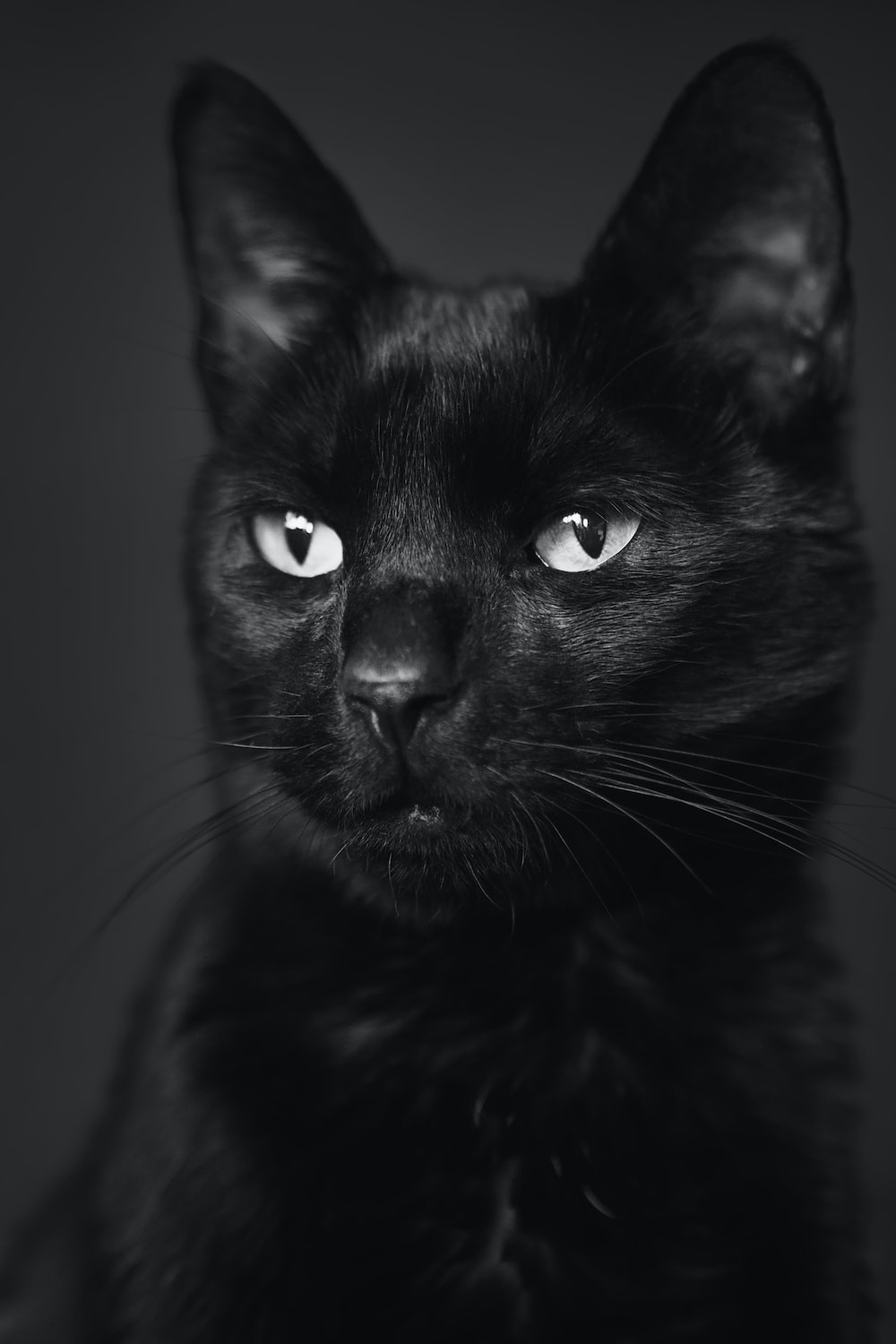 Black Cat Picture. Download Free Image