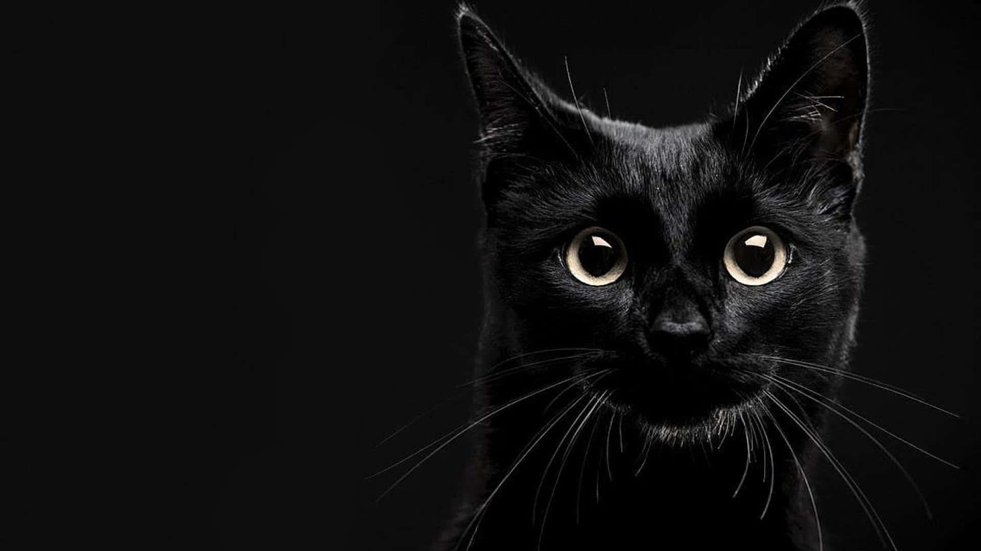 Black Cat Picture
