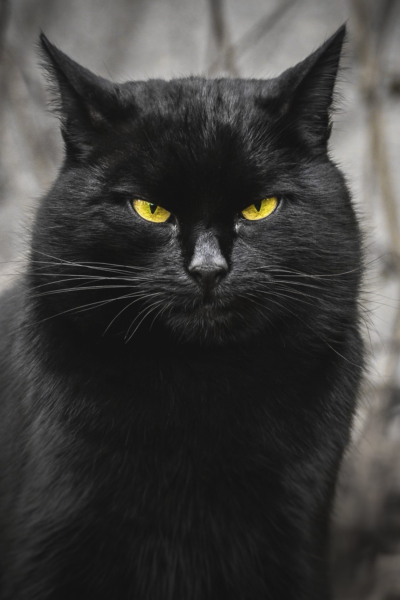 Black cat Wallpaper Download