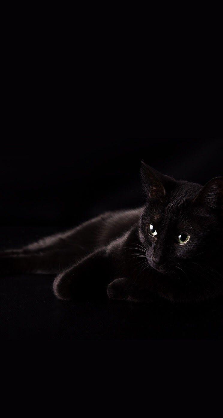 Black Cat iPhone Wallpaper