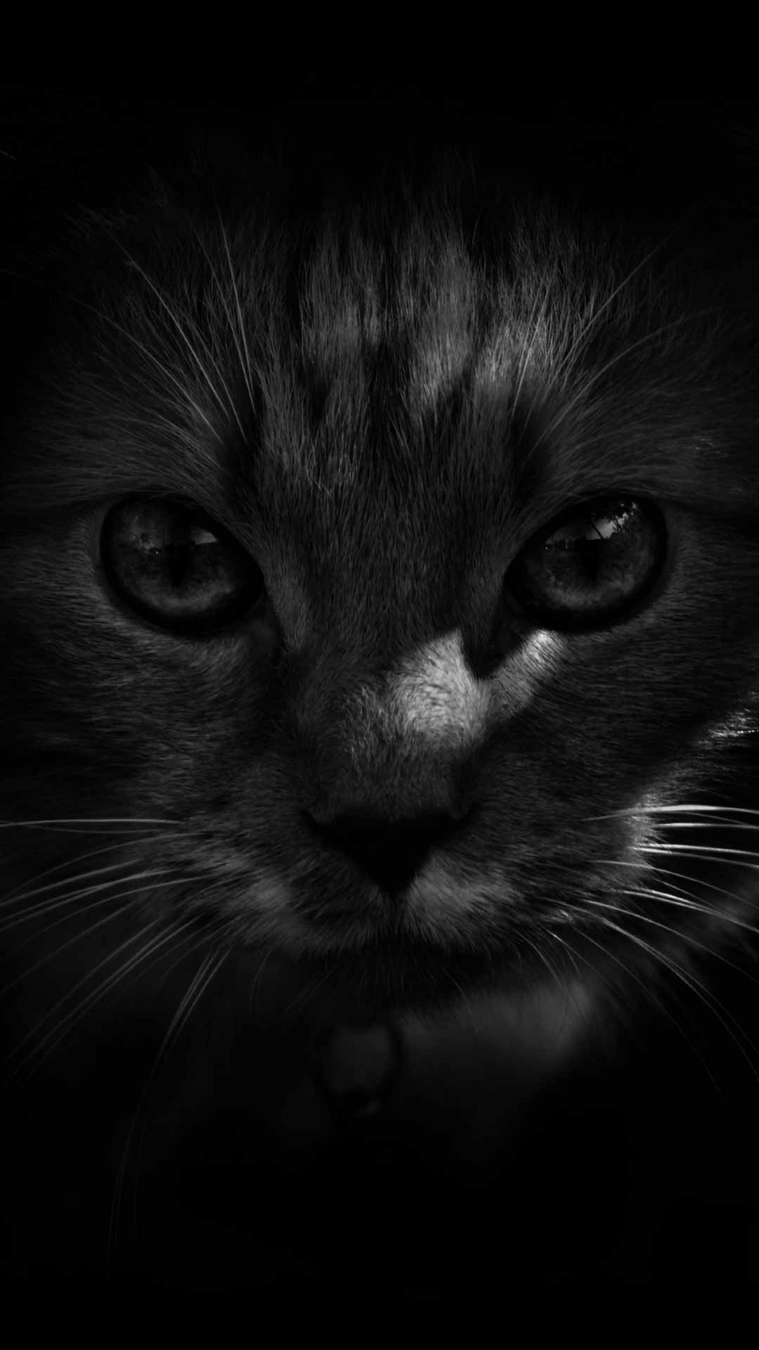 Black Cat Wallpaper for Mobile and Desktop [Free]