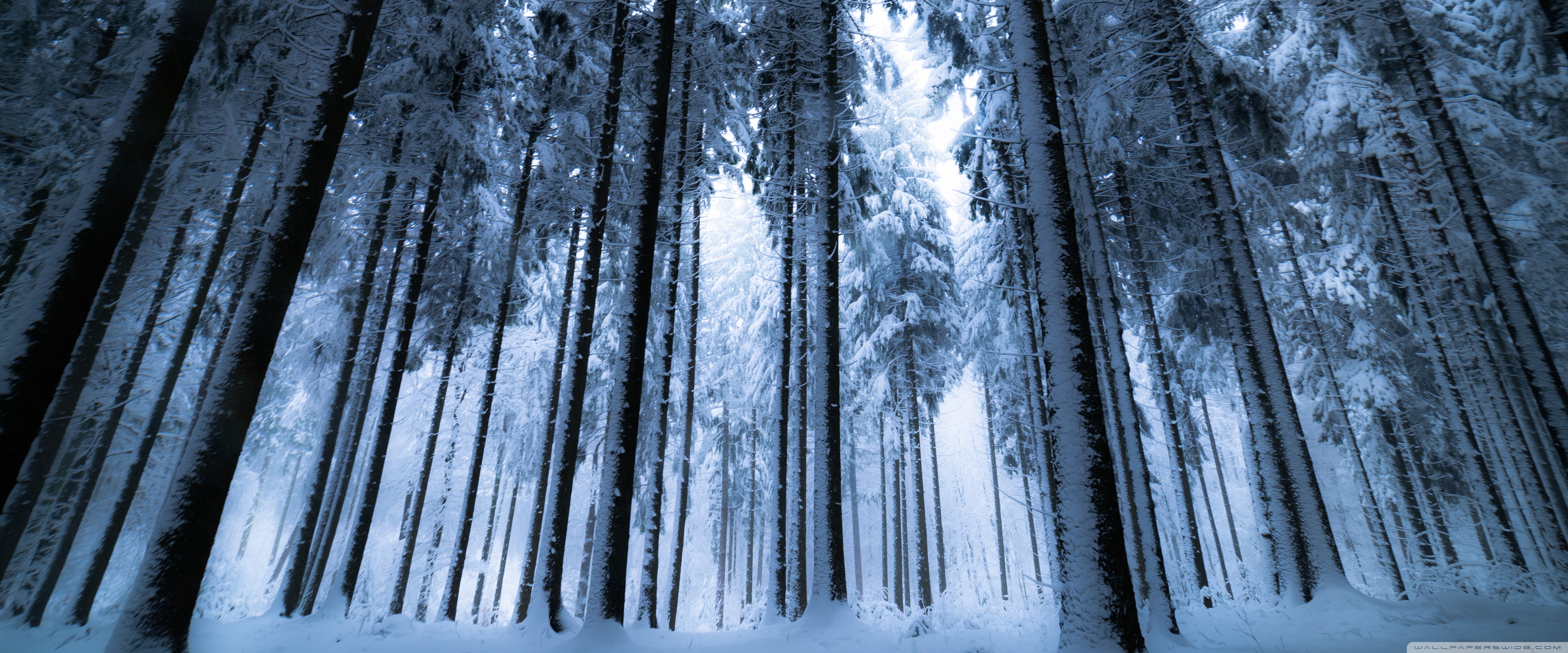 Deep Winter Forest Ultra HD Desktop Background Wallpaper for 4K UHD TV, Widescreen & UltraWide Desktop & Laptop, Tablet