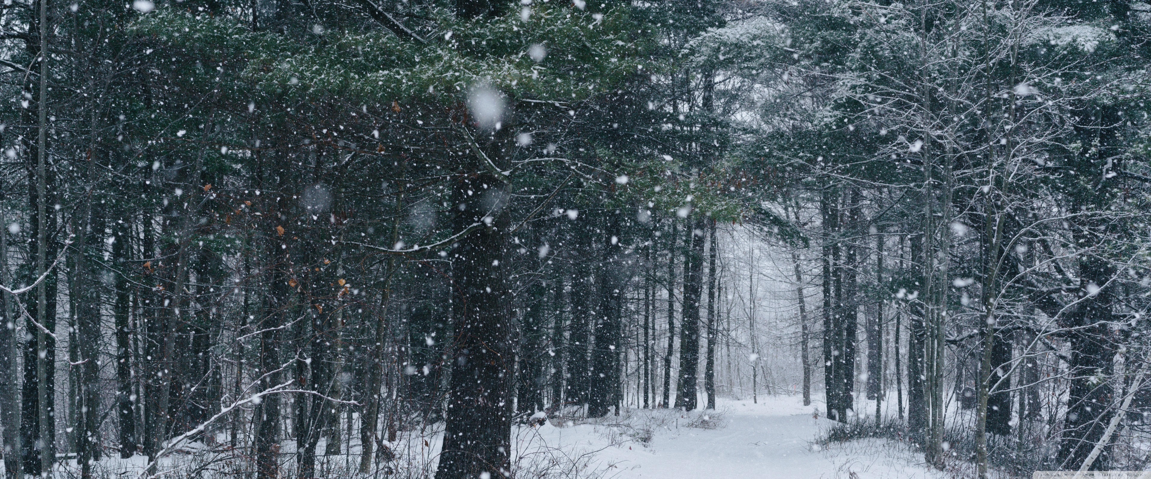 Snowfall, Path, Trees, Forest, Winter Ultra HD Desktop Background Wallpaper for 4K UHD TV, Widescreen & UltraWide Desktop & Laptop, Tablet