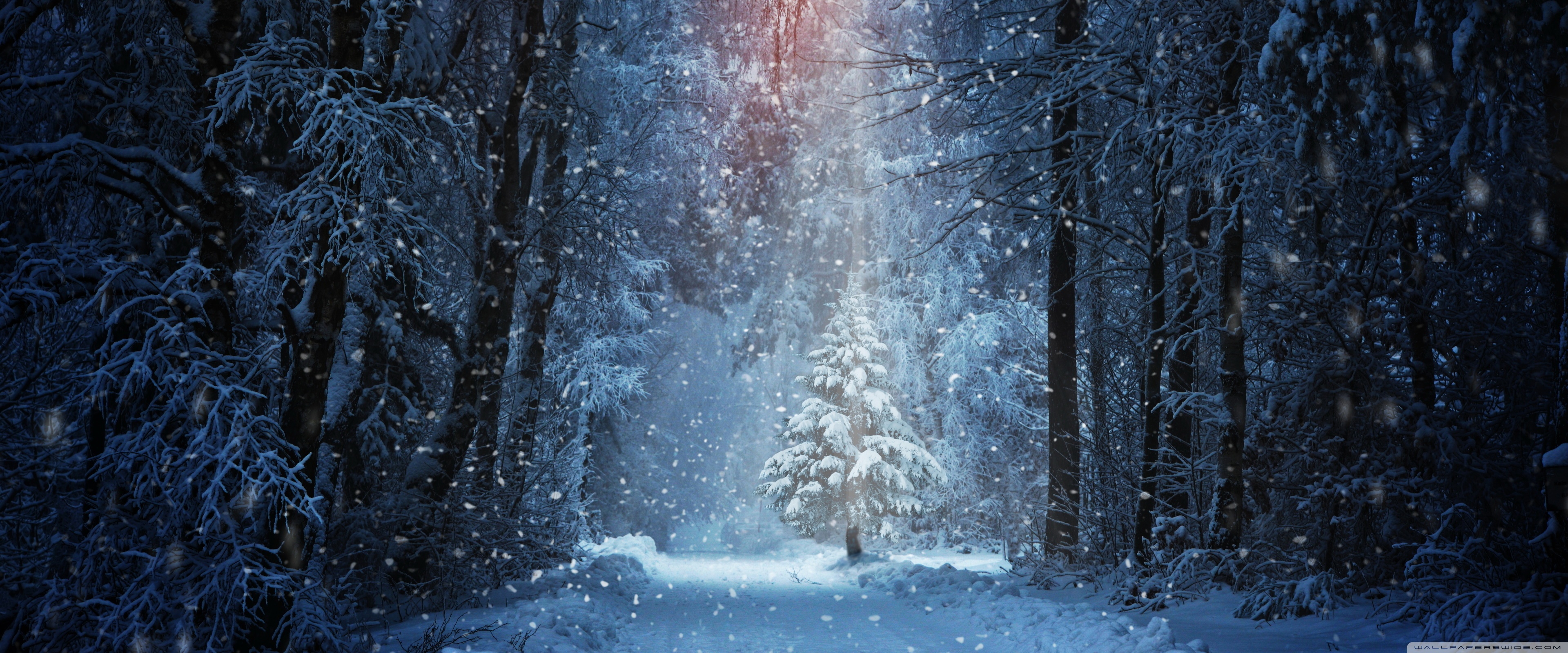 Winter Forest Ultra HD Desktop Background Wallpaper for 4K UHD TV, Widescreen & UltraWide Desktop & Laptop, Tablet