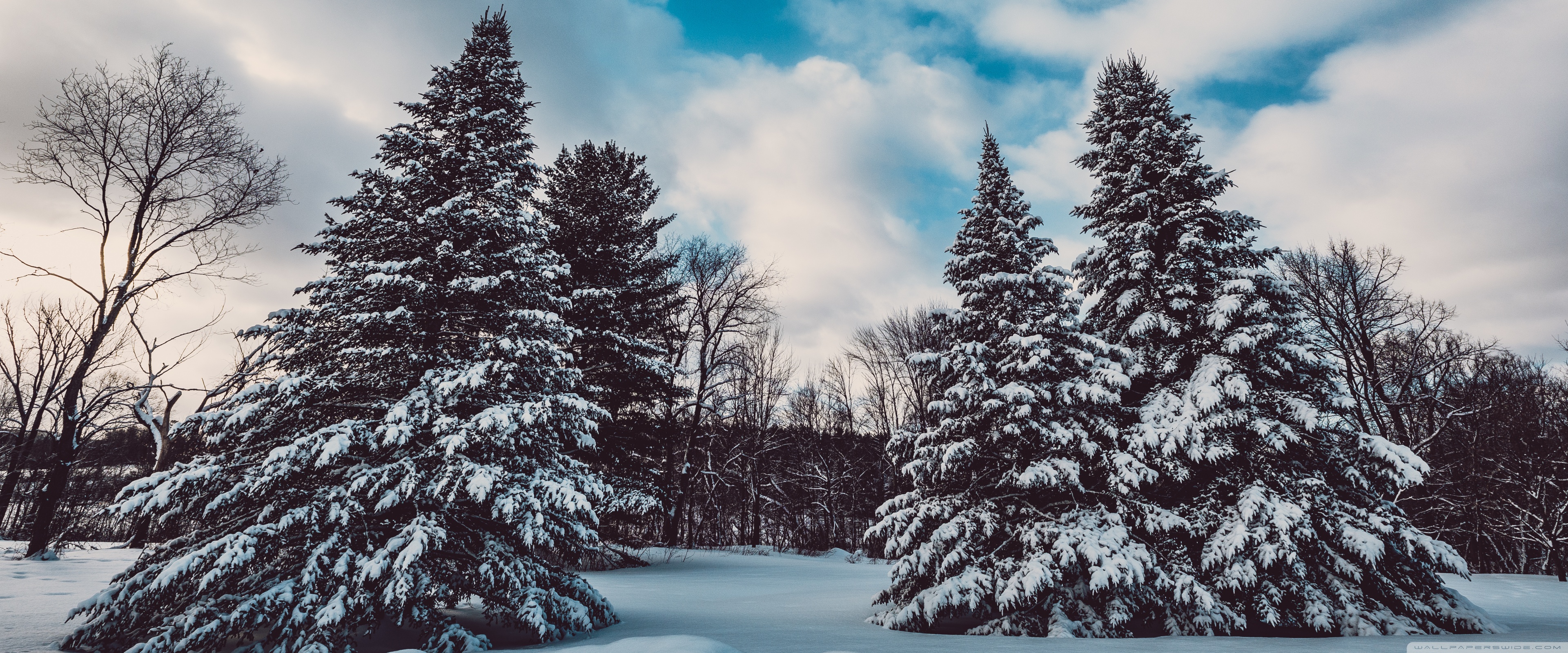 Winter, Snow, Pine Trees, Landscape, Nature Ultra HD Desktop Background Wallpaper for 4K UHD TV, Widescreen & UltraWide Desktop & Laptop, Tablet