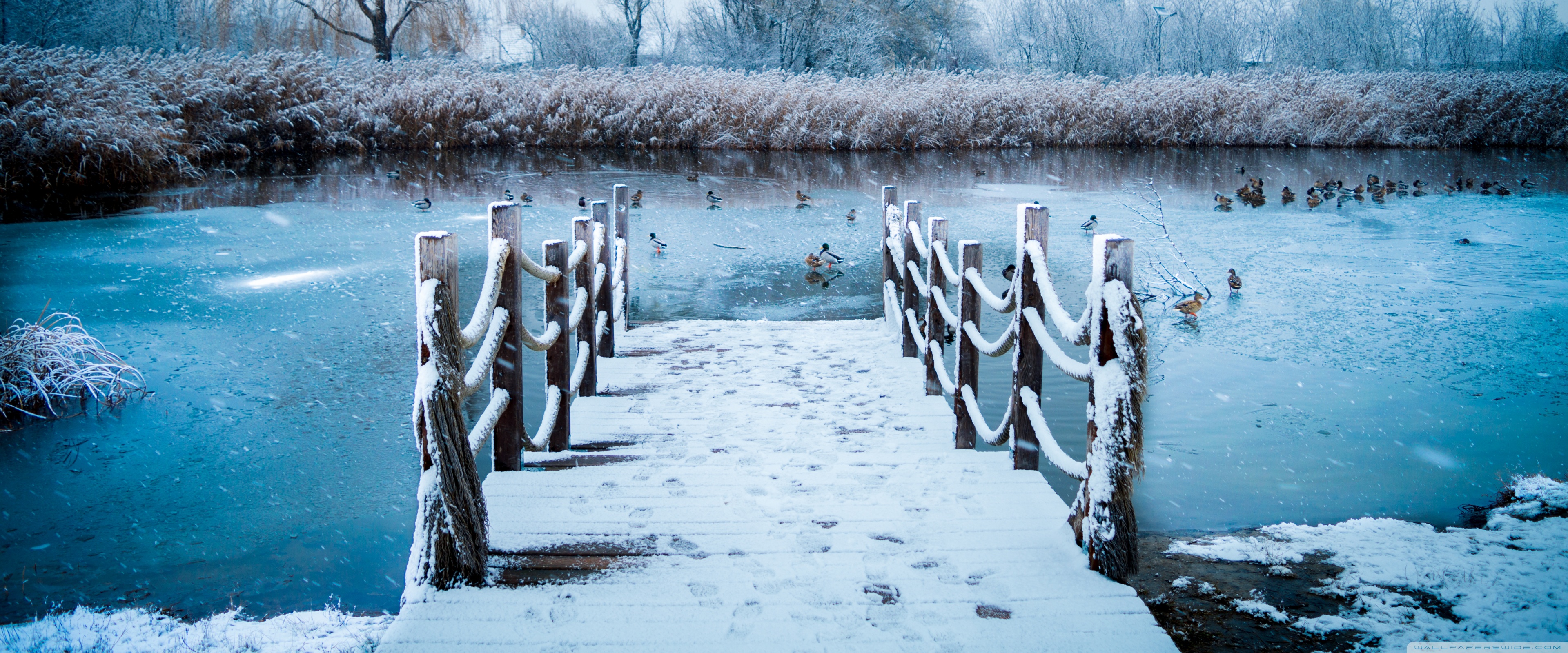 First Snow Ultra HD Desktop Background Wallpaper for 4K UHD TV, Widescreen & UltraWide Desktop & Laptop, Multi Display, Dual Monitor, Tablet