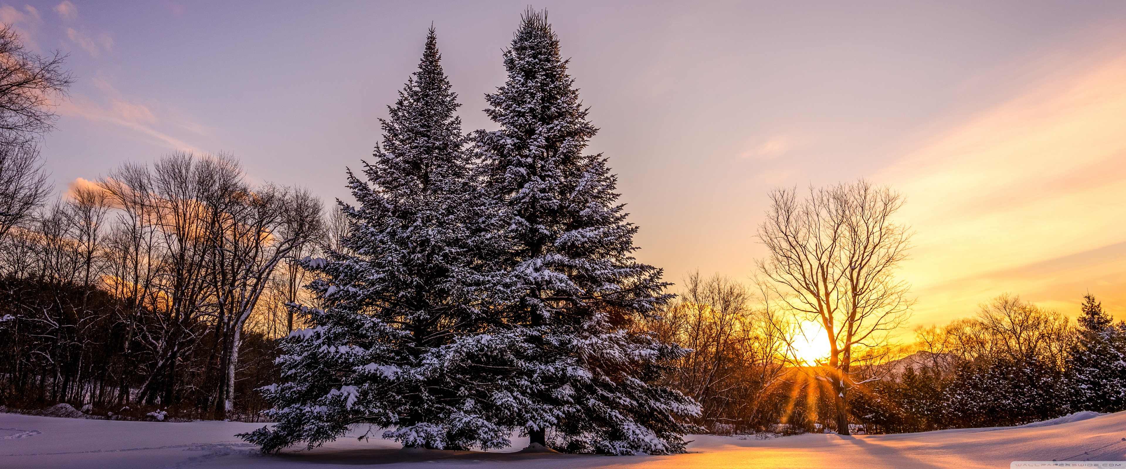 Winter, Landscape, Pine Trees, Orange Sunset Ultra HD Desktop Background Wallpaper for 4K UHD TV, Widescreen & UltraWide Desktop & Laptop, Tablet