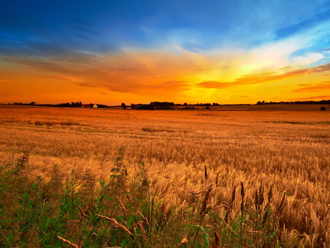 Sunset Field Wallpaper 4096x2160 57097 - Baltana