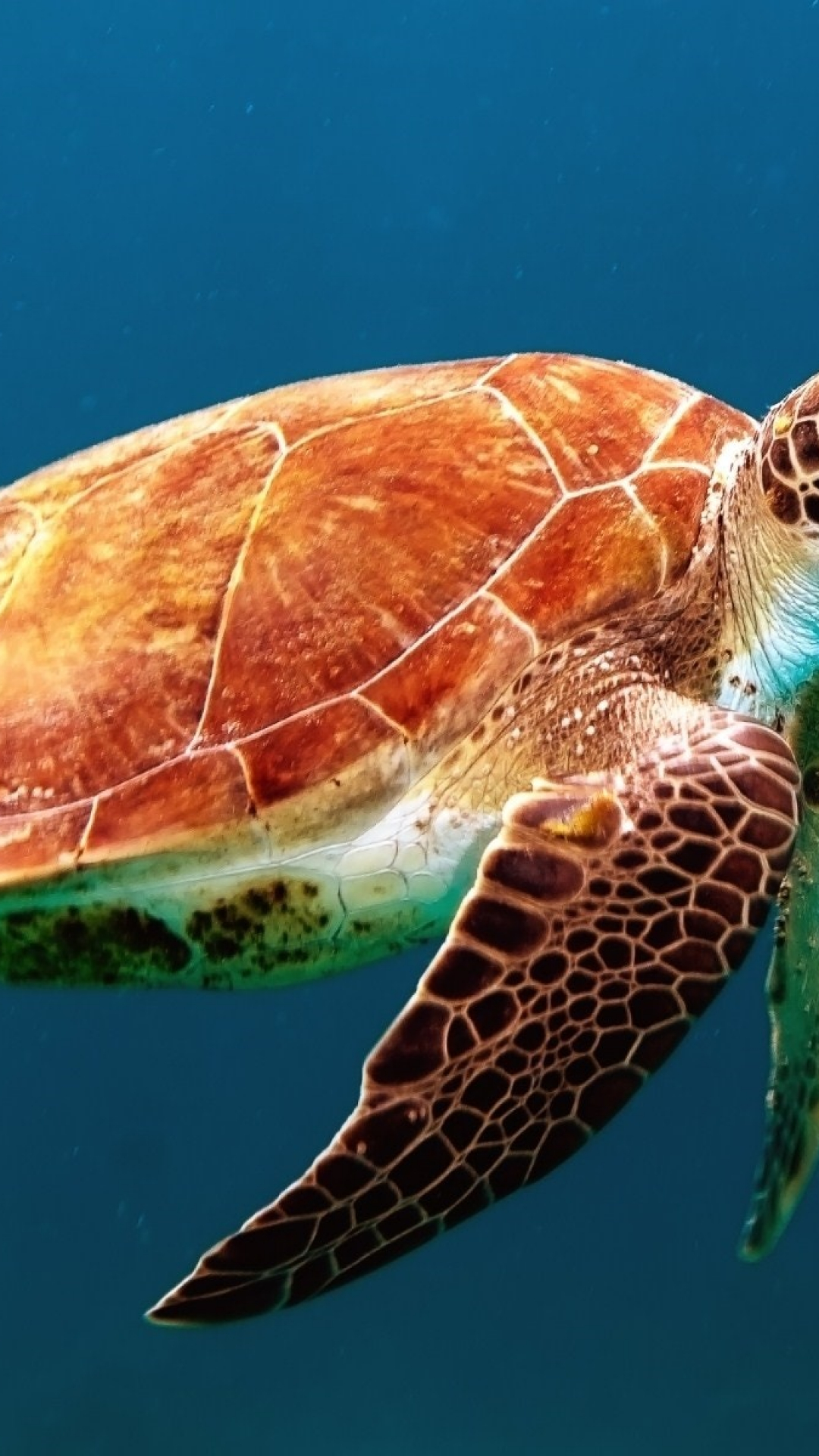 Turtle iPhone Wallpaper