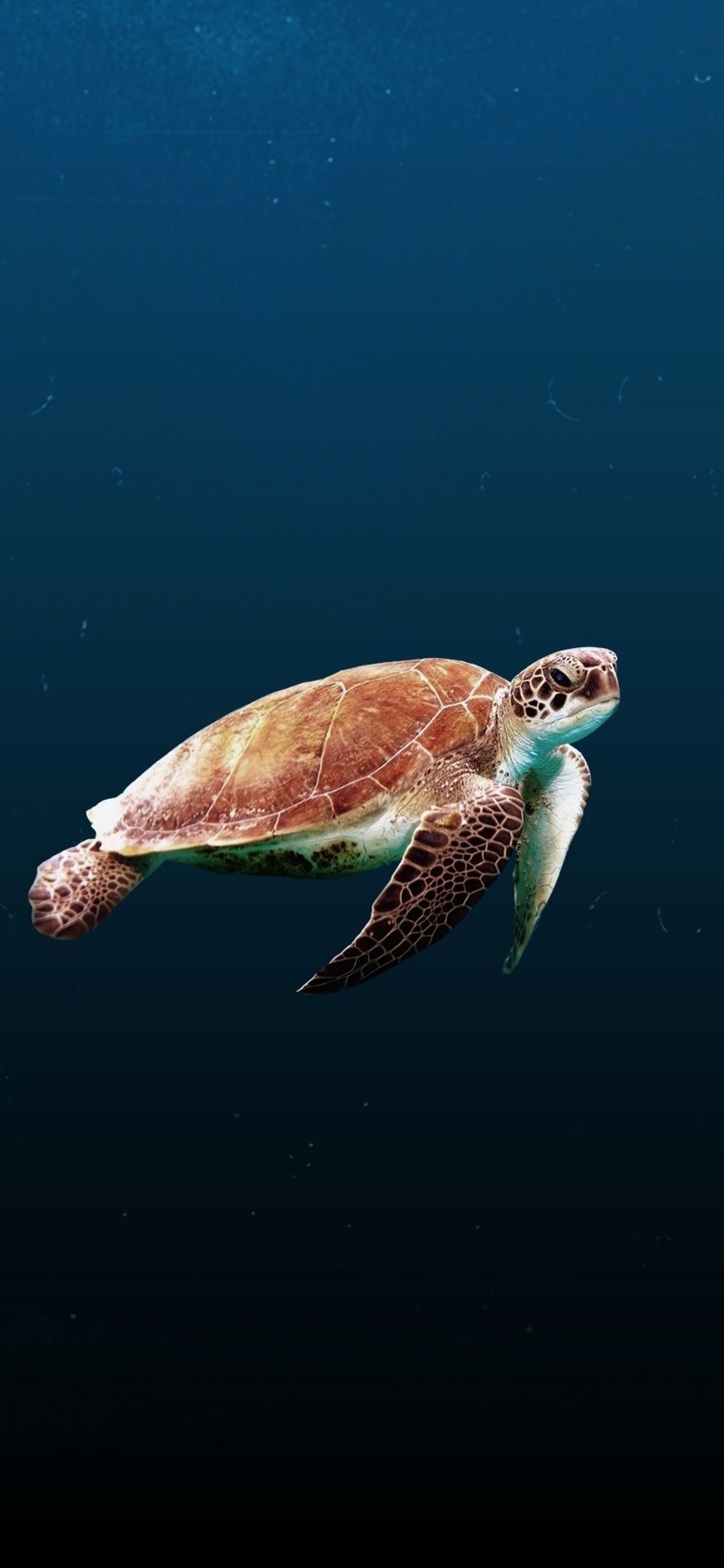 Sea Turtle iPhone XS, iPhone 10, iPhone X HD 4k Wallpaper, Image, Background, Photo and Picture