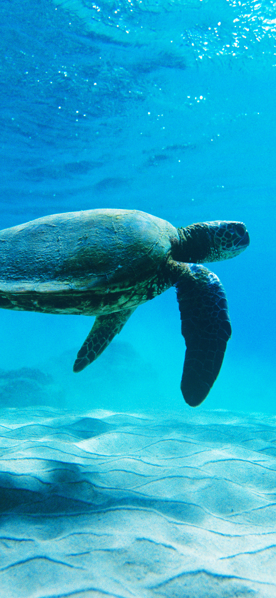 Turtle Sea Ocean Animal