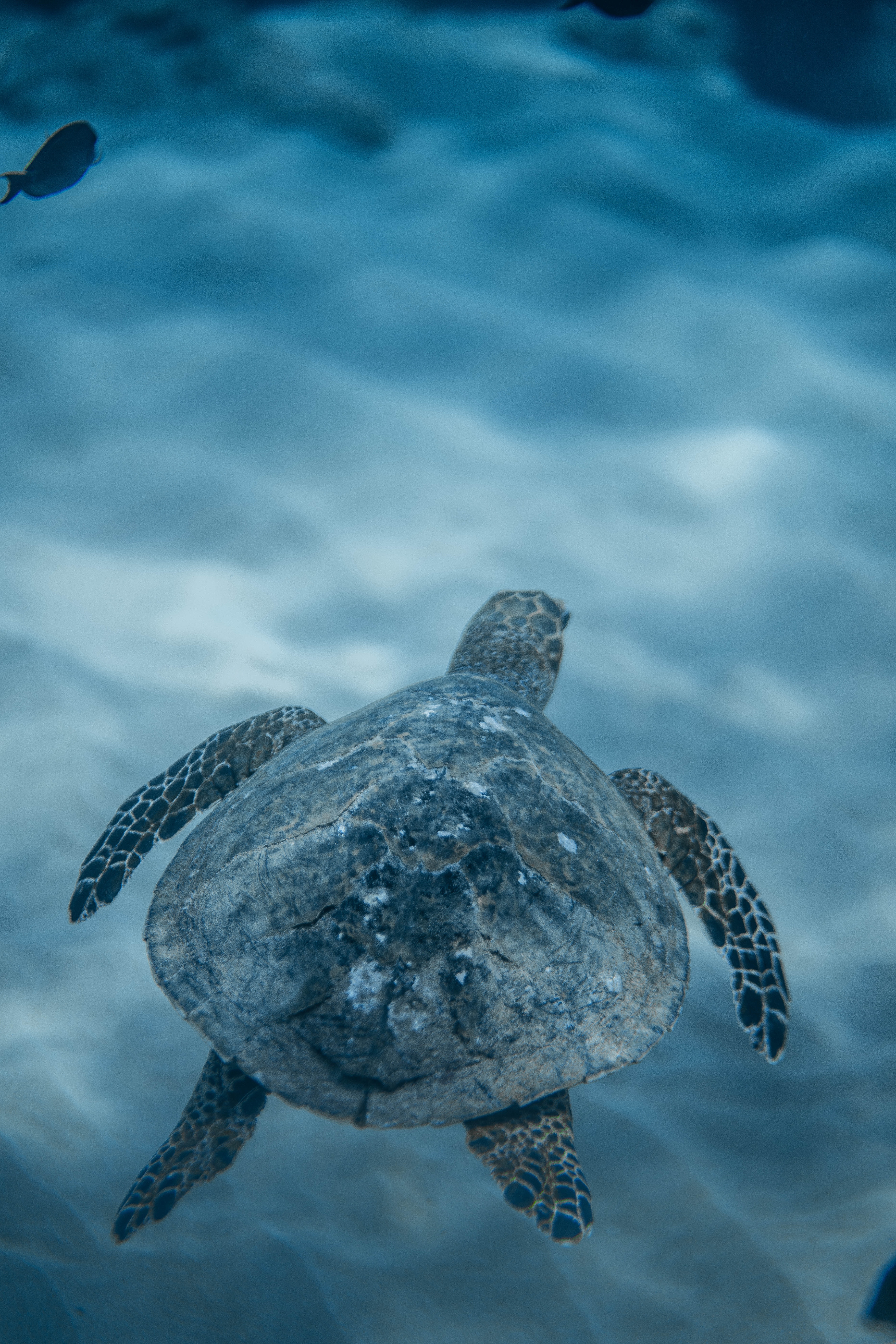 Hawksbill Sea Turtle Photo, Download The BEST Free Hawksbill Sea Turtle & HD Image