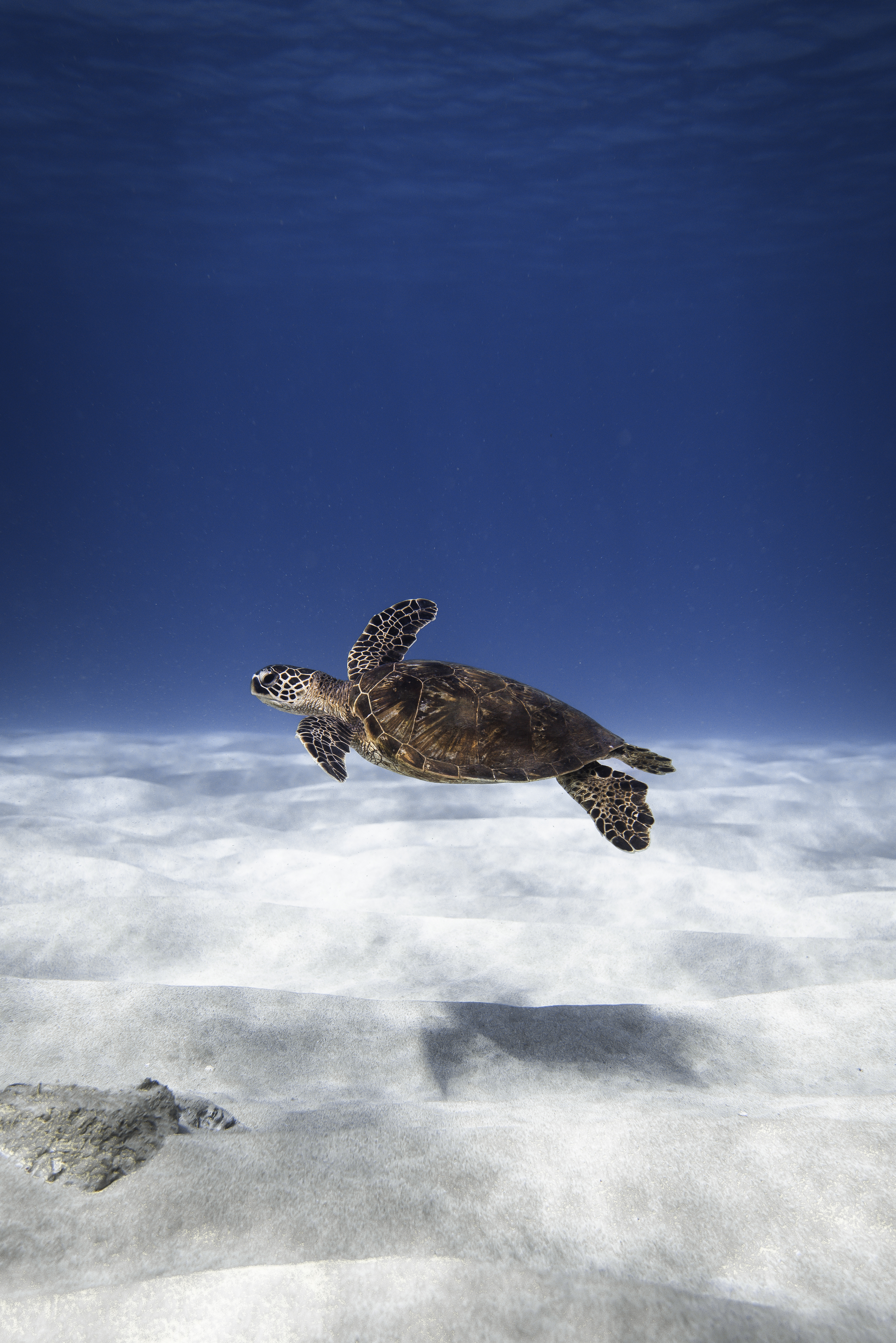 Underwater View of Sea Turtle Swimming in Sea · Free