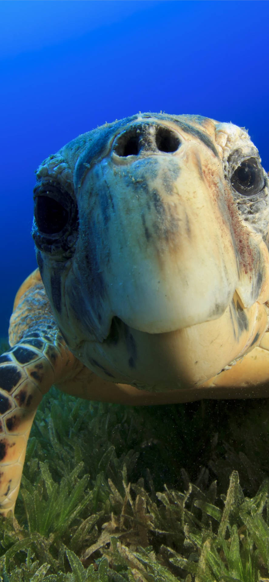Download Sea Turtle Zoomed In iPhone Wallpaper