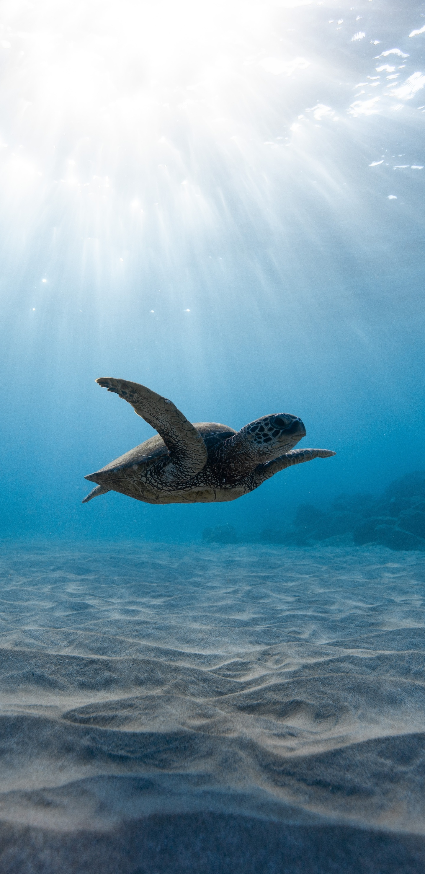 Baby turtle in water Wallpaper Download