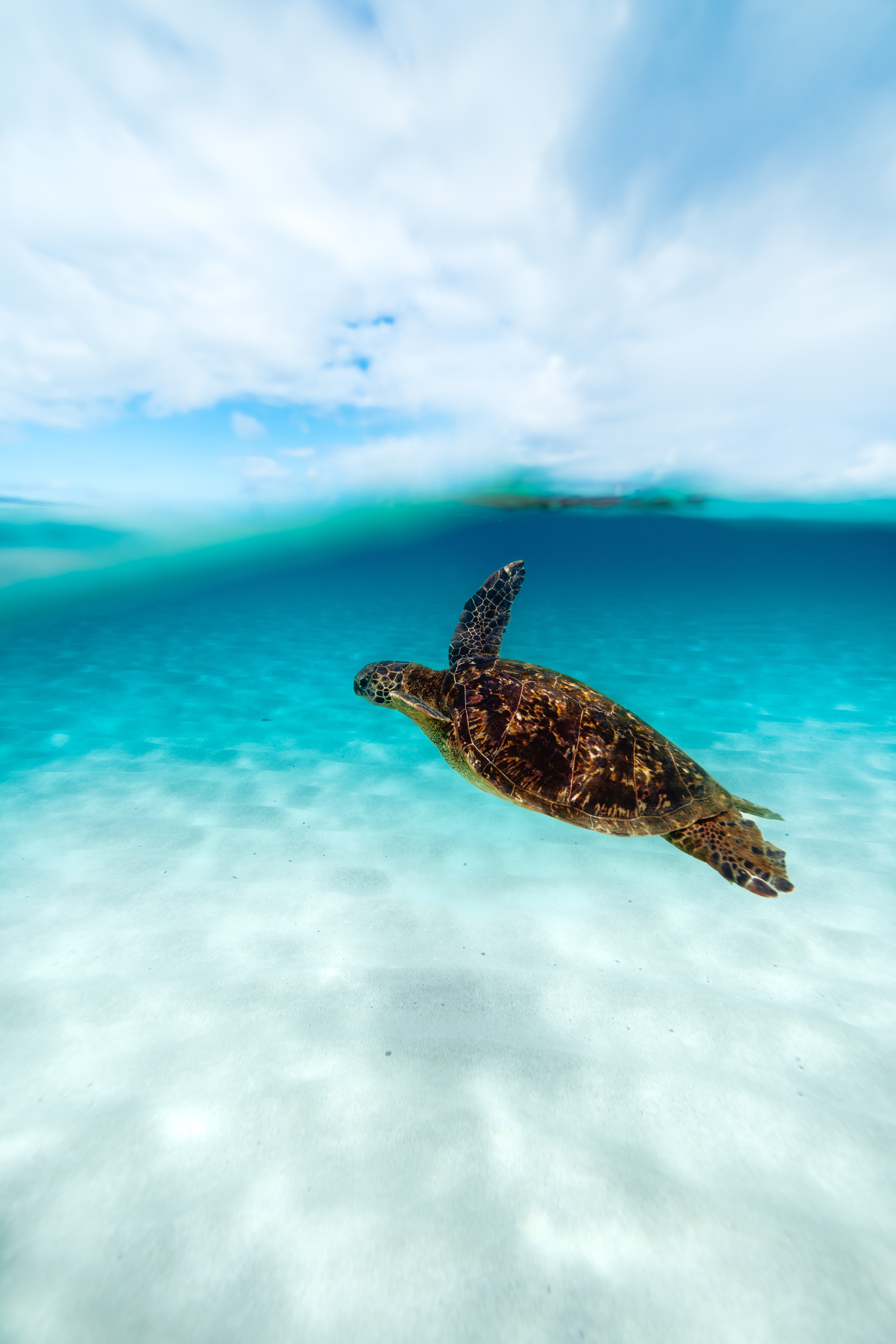 Hawksbill Sea Turtle Photo, Download The BEST Free Hawksbill Sea Turtle & HD Image