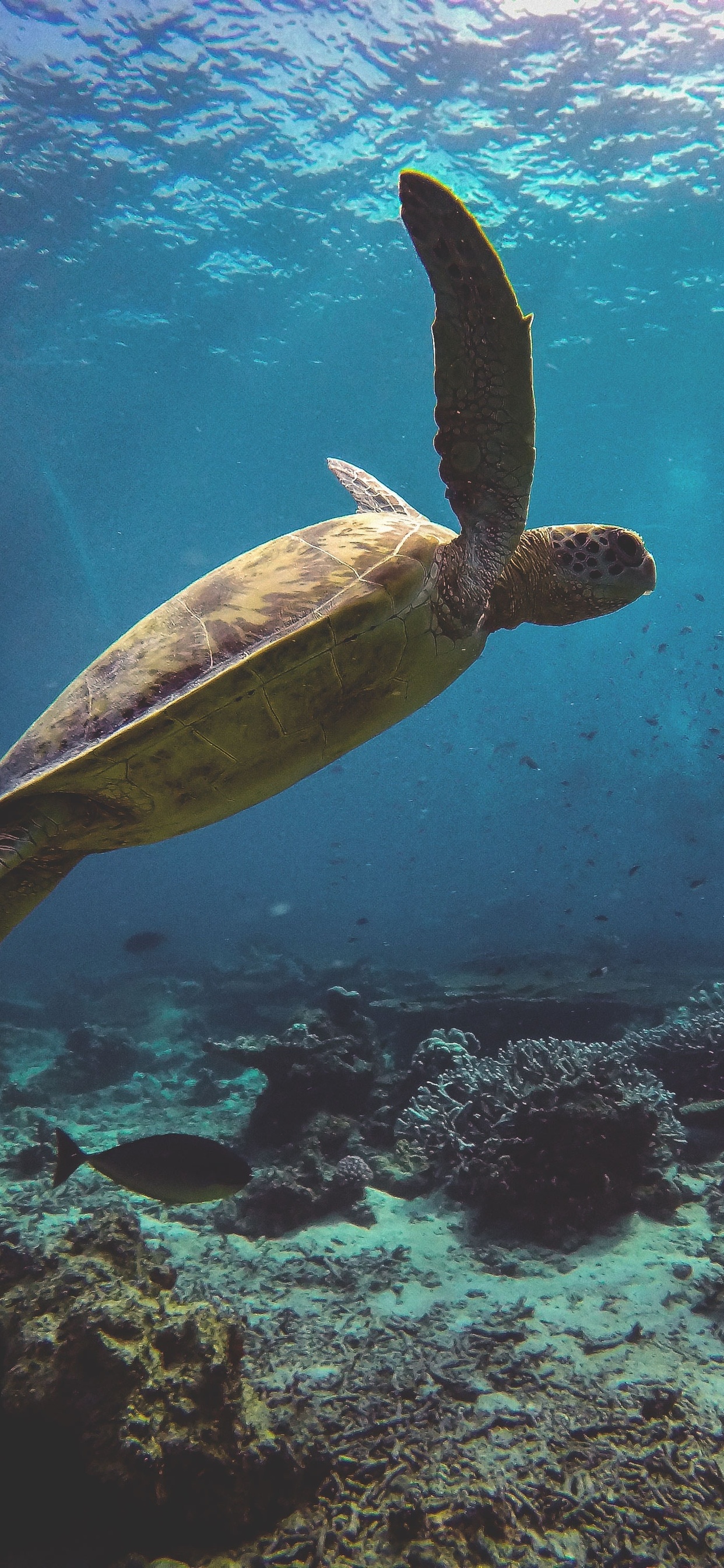 Sea Turtle 4k iPhone XS MAX HD 4k Wallpaper, Image, Background, Photo and Picture