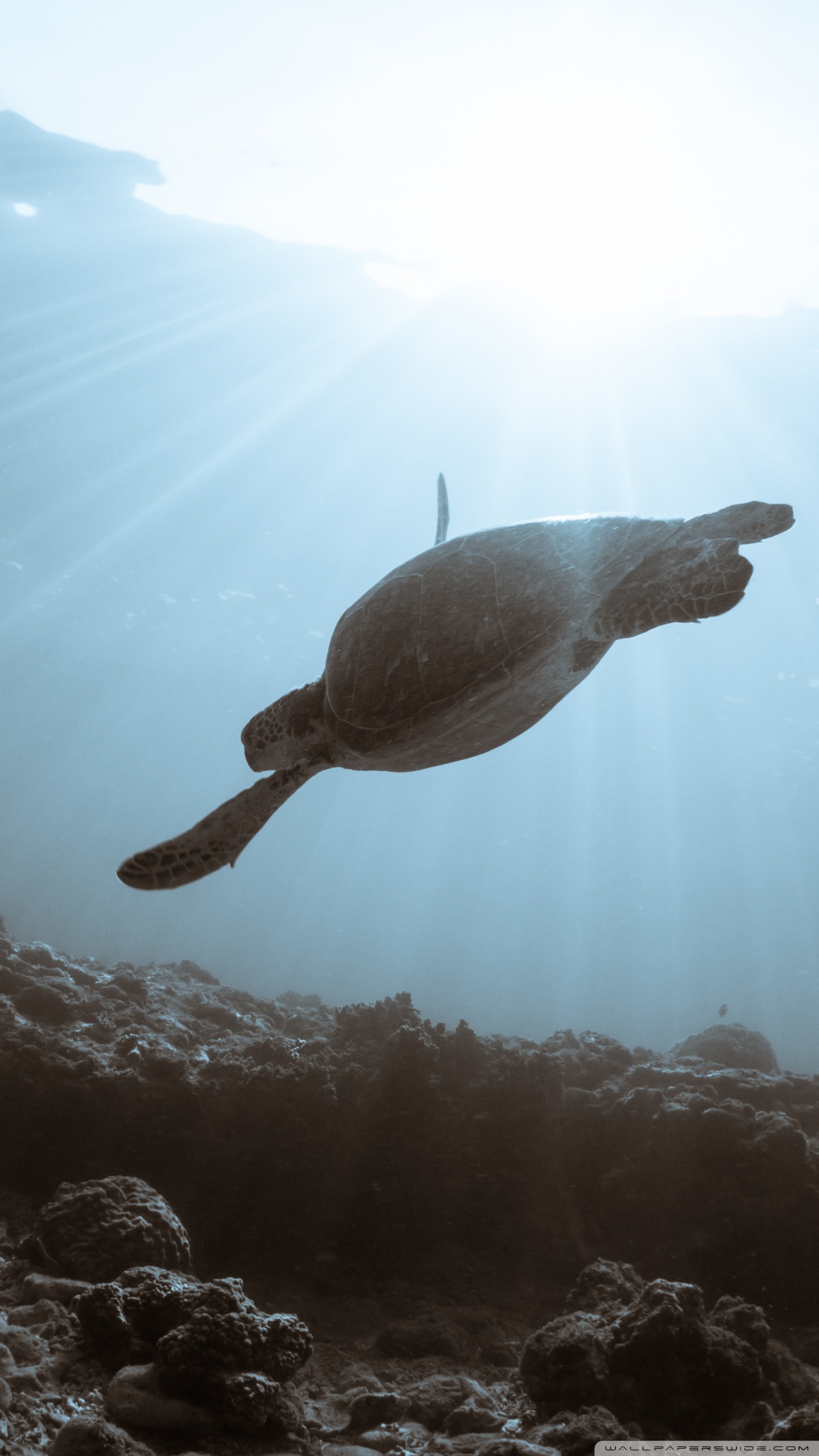 Sea Turtle Swimming Ultra HD Desktop Background Wallpaper for 4K UHD TV, Widescreen & UltraWide Desktop & Laptop, Tablet