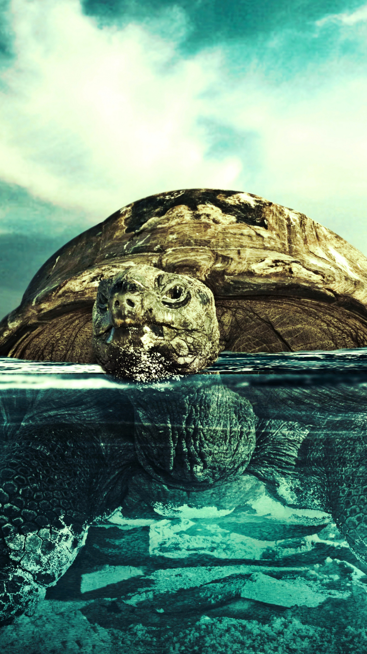 Turtle Wallpaper for iPhone 11, Pro Max, X, 8, 7, 6