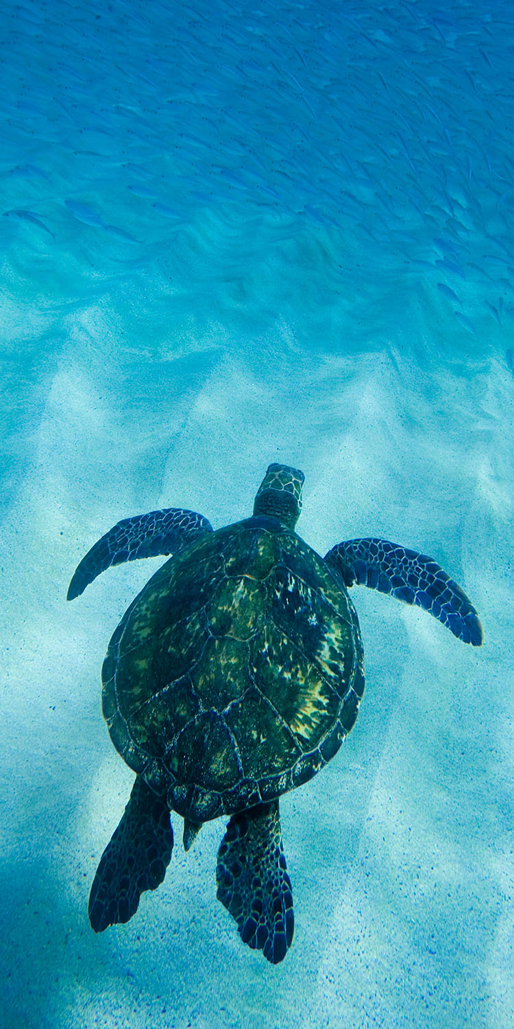 Hawaiian Sea Turtle