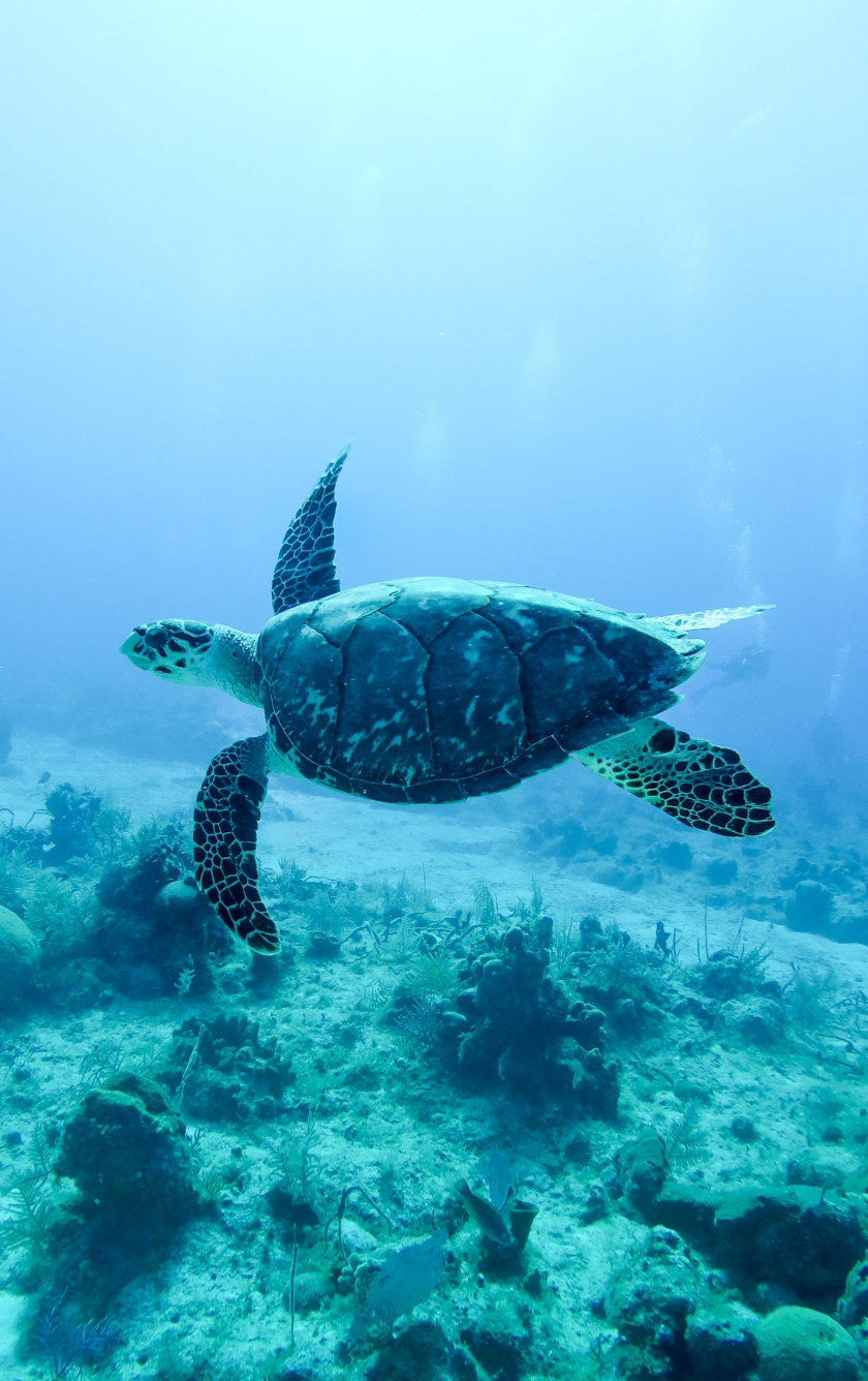 Download wallpaper 840x1336 underwater, animal, turtle, iphone 5, iphone 5s, iphone 5c, ipod touch, 840x1336 HD background, 22612